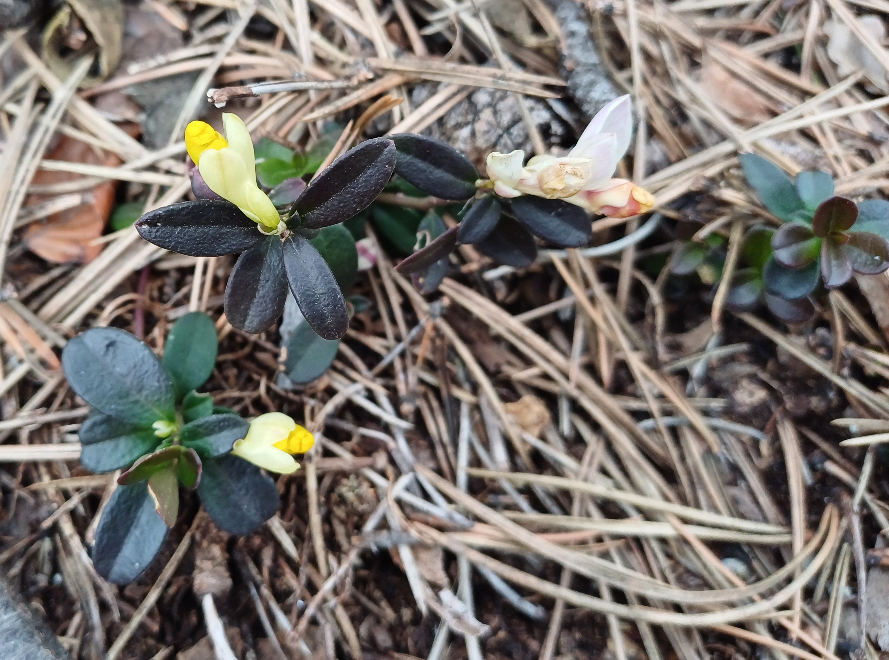 polygala chamaebuxus einöde einödhöhle pfaffstätten 20250215_130946.jpg