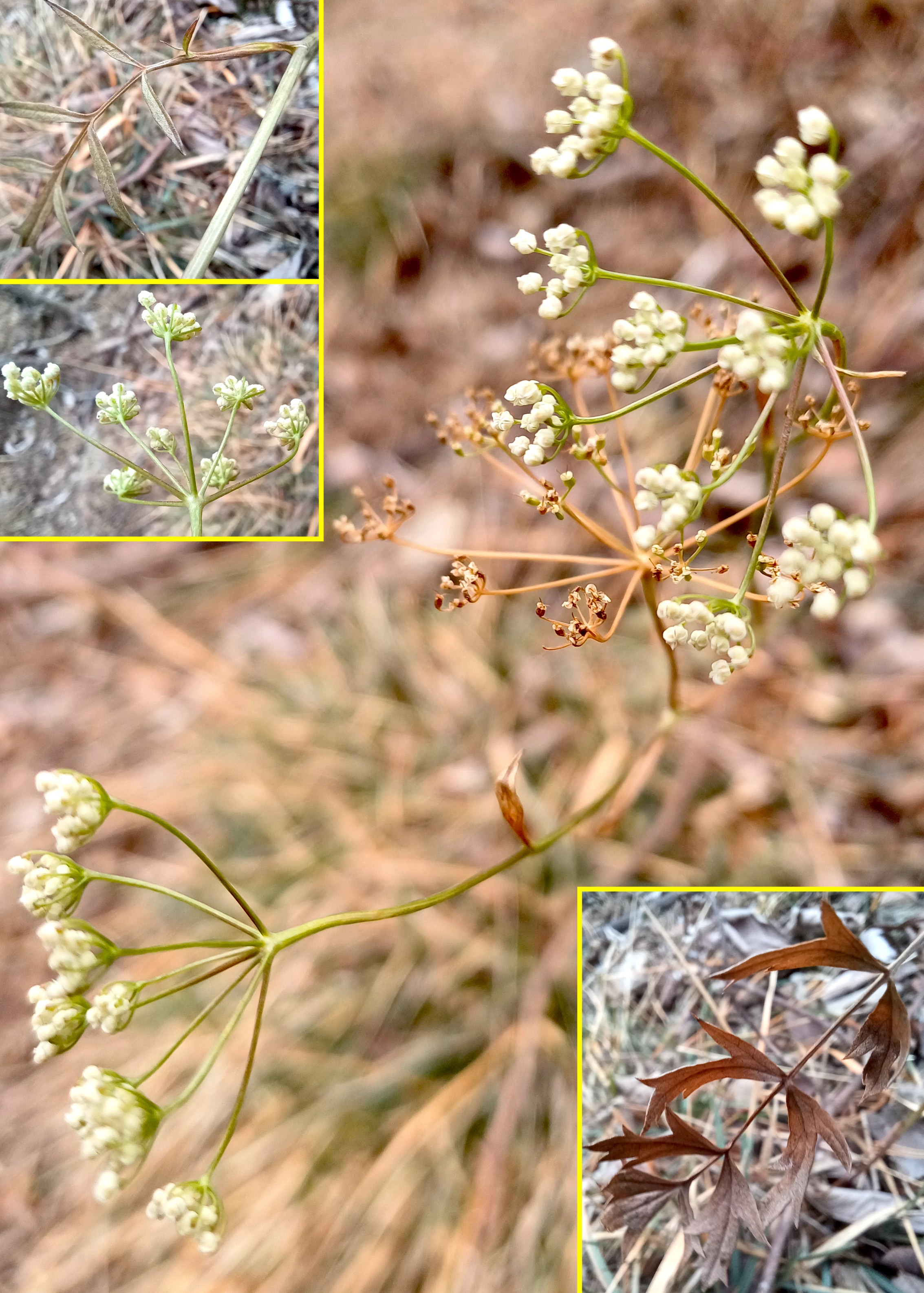 pimpinella saxifraga einöde einödhöhle pfaffstätten 20250215_132011.jpg