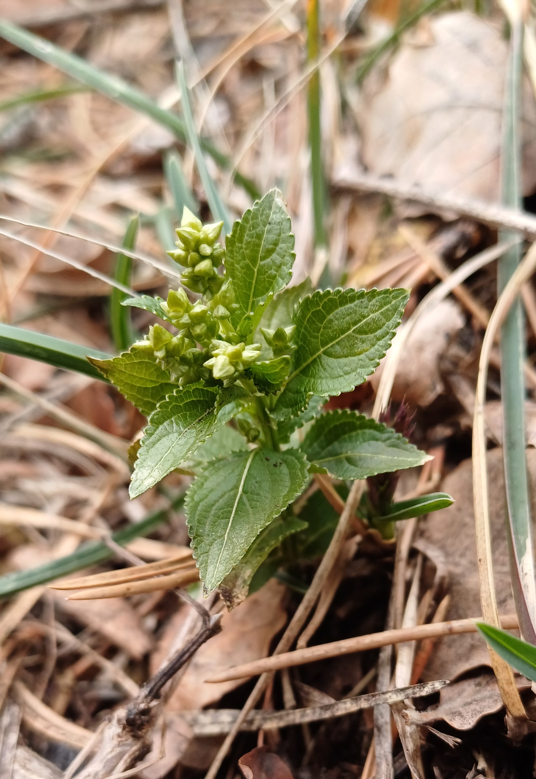 mercurialis annua agg. einöde einödhöhle pfaffstätten 20250215_124726.jpg