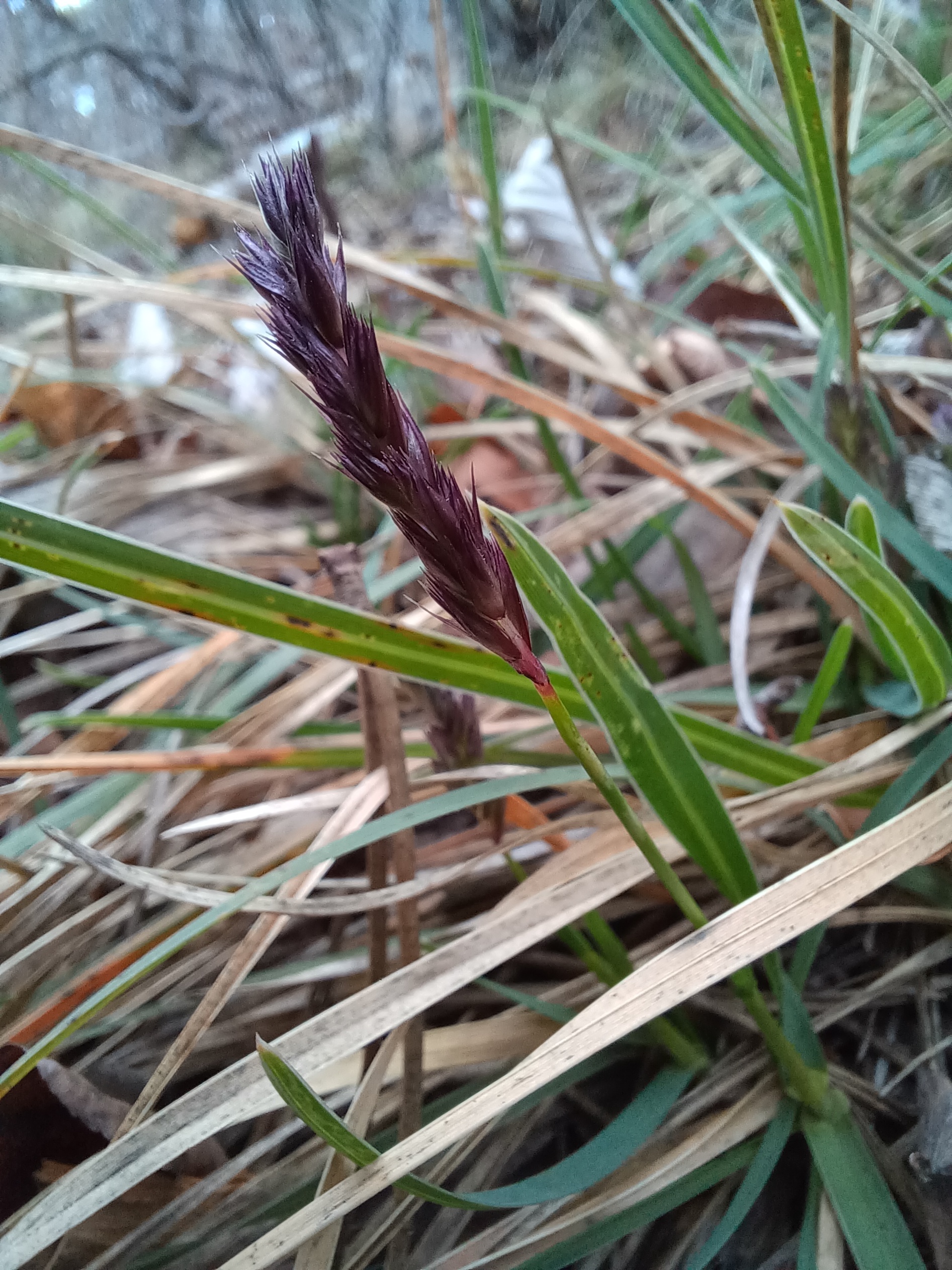 sesleria caerulea einöde einödhöhle pfaffstätten 20250215_131903.jpg