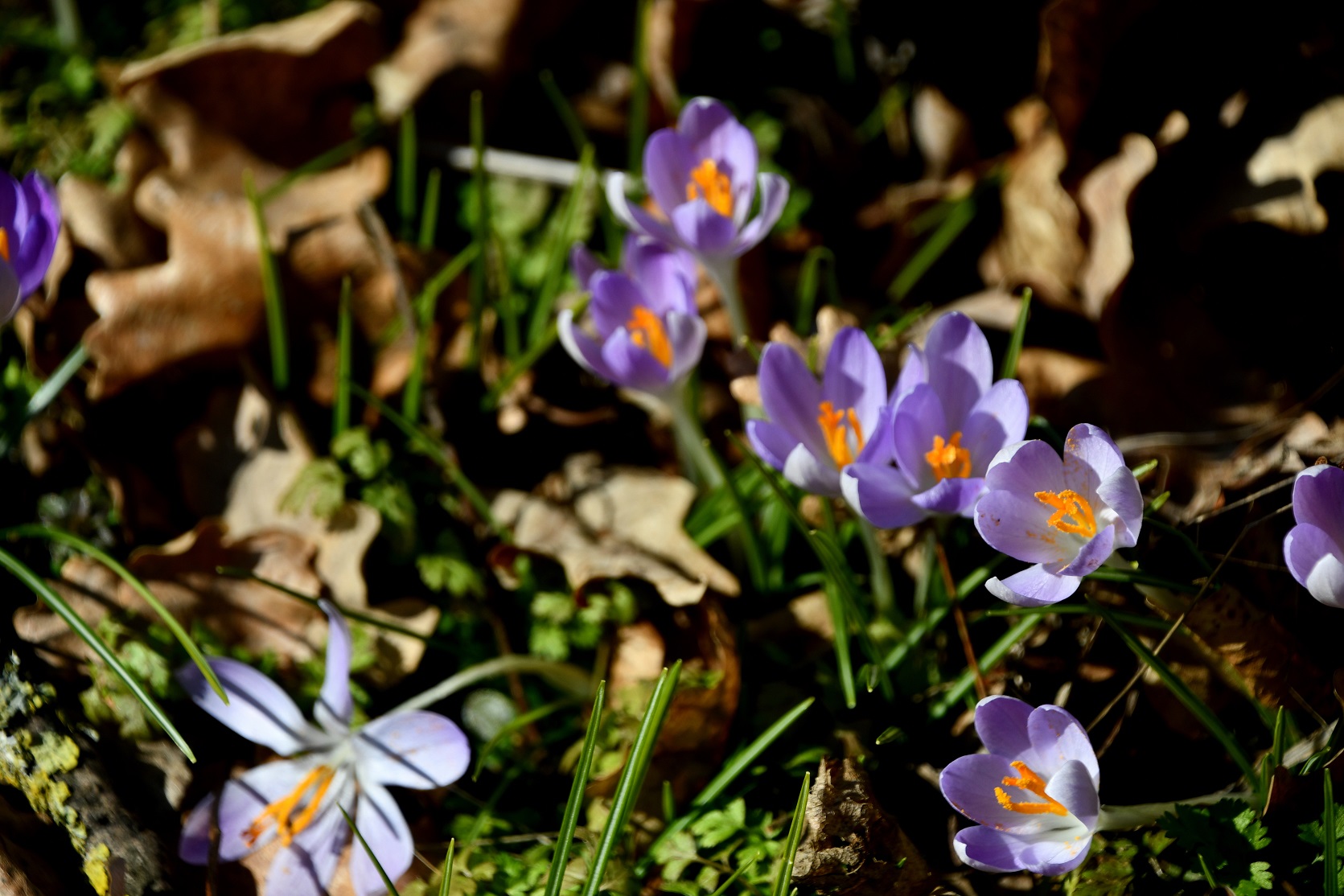 Hainburg - Schlossberg - 22022025 - (6) - Rundweg unten - Crocus tommasinianus - Elfen-Krokus.JPG