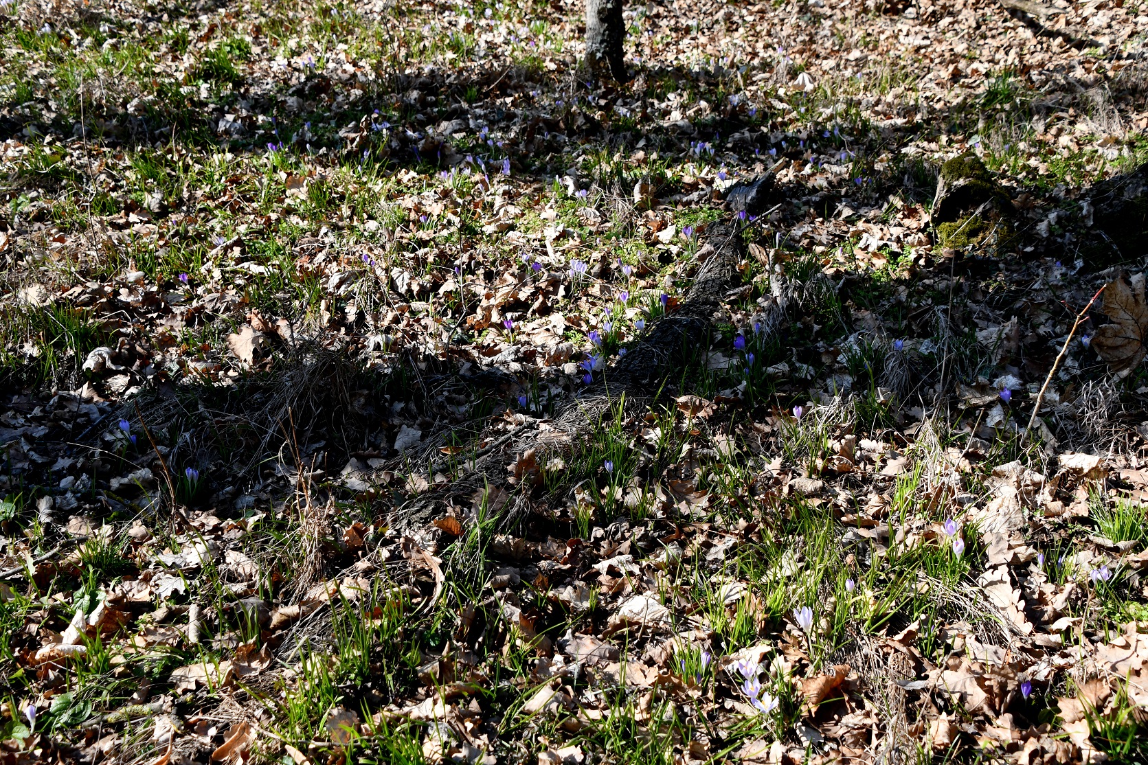 Hainburg - Schlossberg - 22022025 - (7) - Rundweg unten - Crocus tommasinianus - Elfen-Krokus.JPG