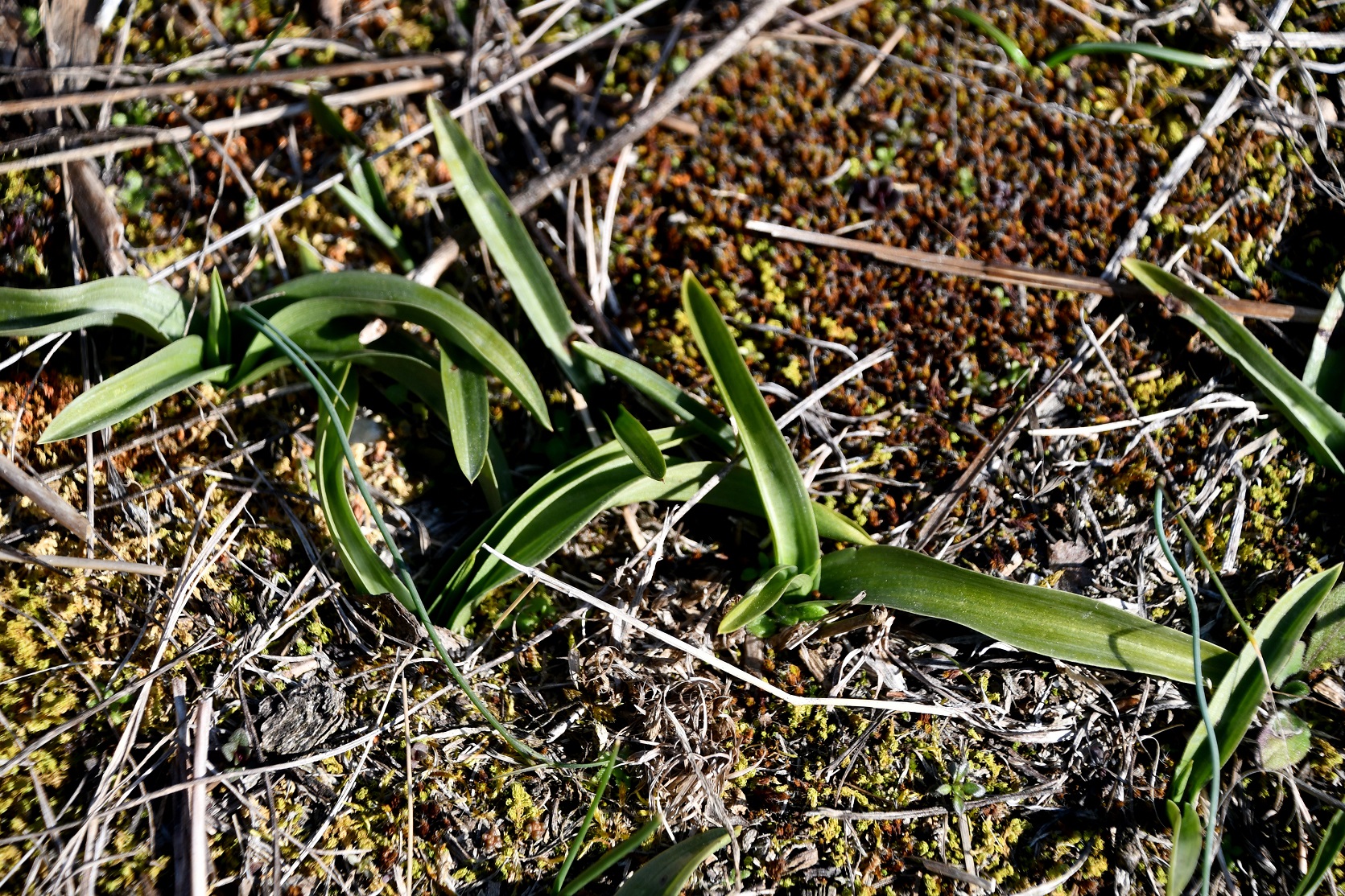 Braunsberg - 22022025 - (20) - Anacamptis pyramidalis - Kamm-Hundswurz - Blattrosette.JPG