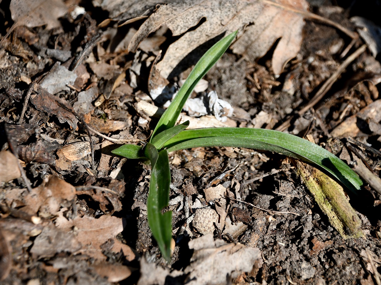 Braunsberg - 22022025 - (45) - Fdp2 Anacamptis pyramidalis - Kamm-Hundswurz - Blattrosette.JPG