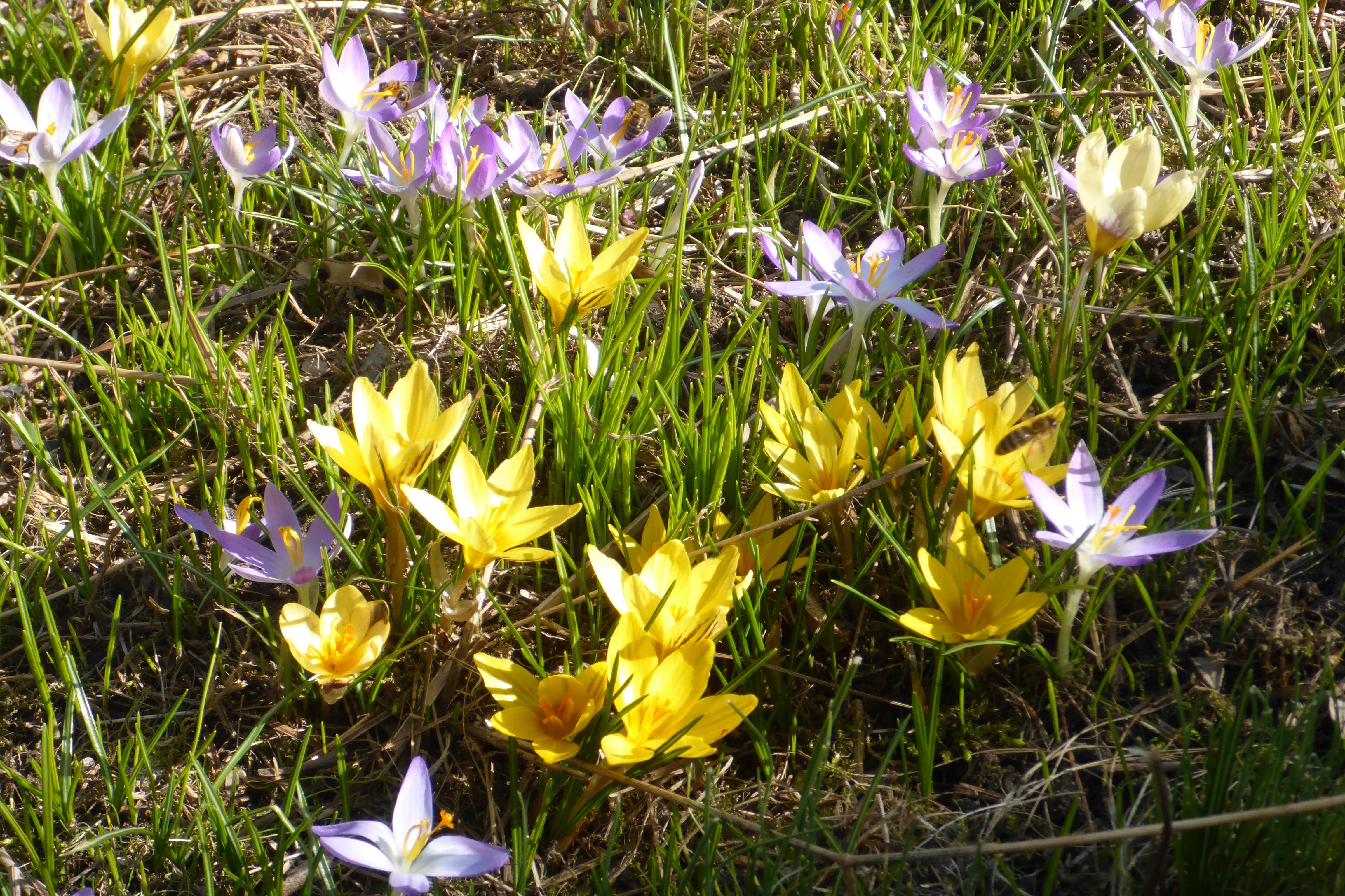 P1130362 phäno 2025-02-24 prellenkirchen-mitte.JPG