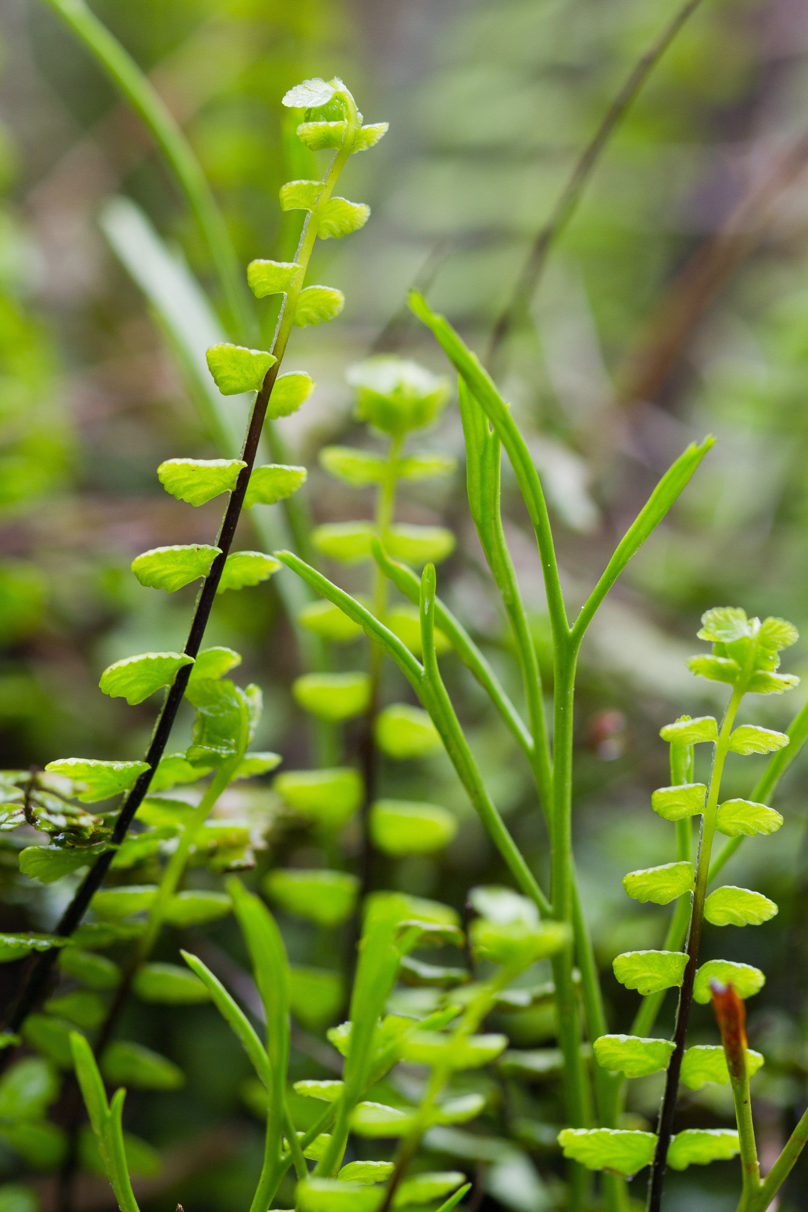 Aspleniaceae_Asplenium adulterinum 2-2.jpg