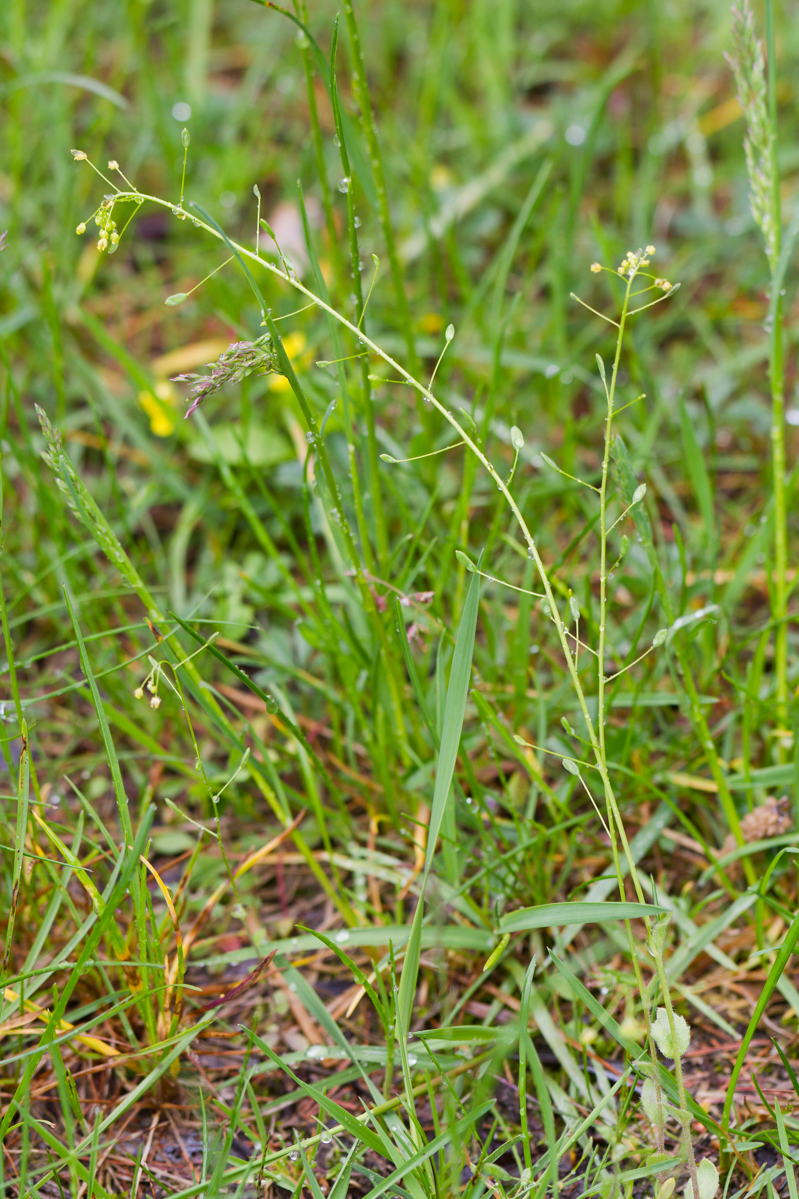 Brassicaceae_Draba nemorosa 1-2.jpg