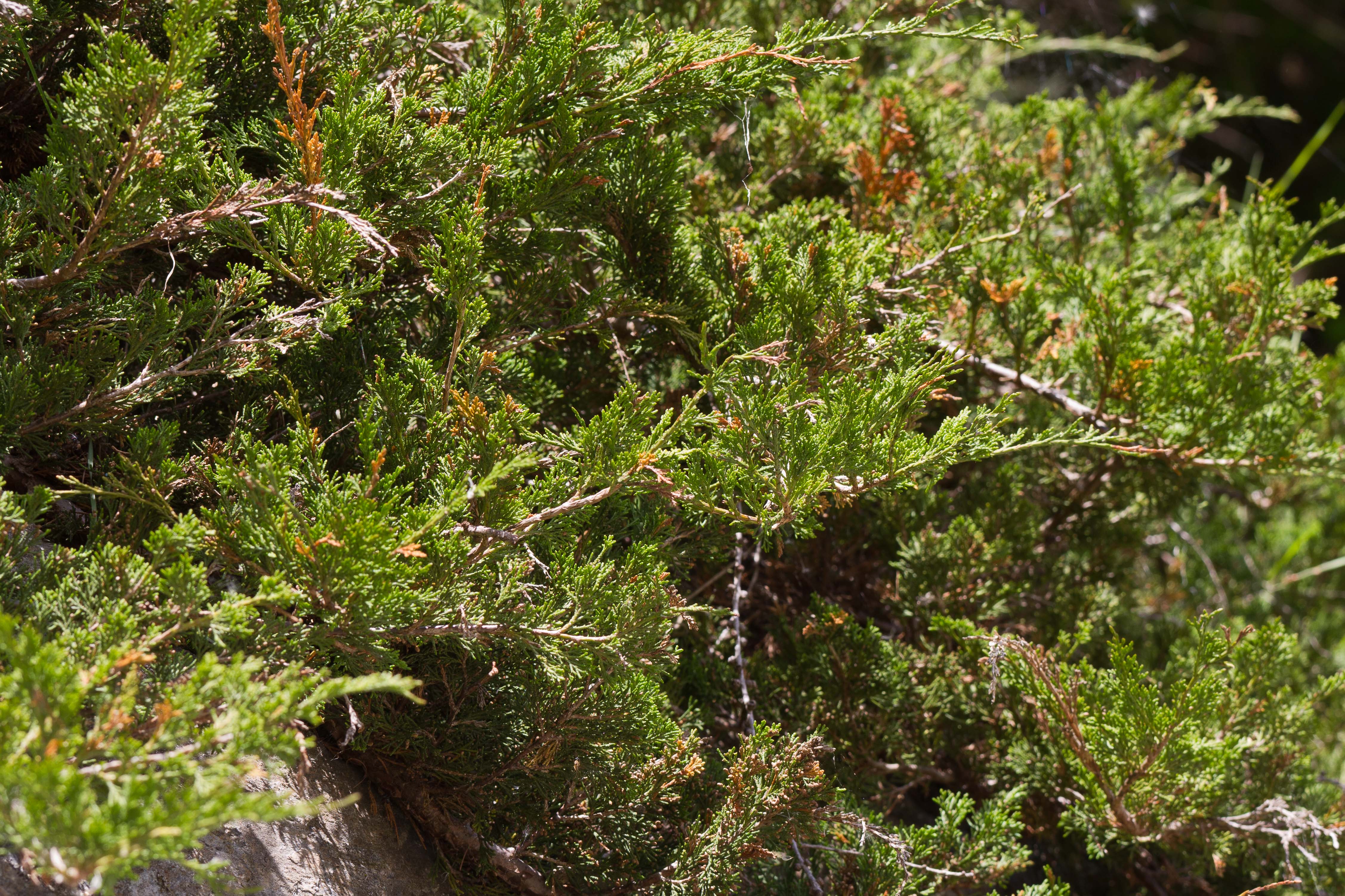Cupressaceae_Juniperus sabina 1-2.jpg