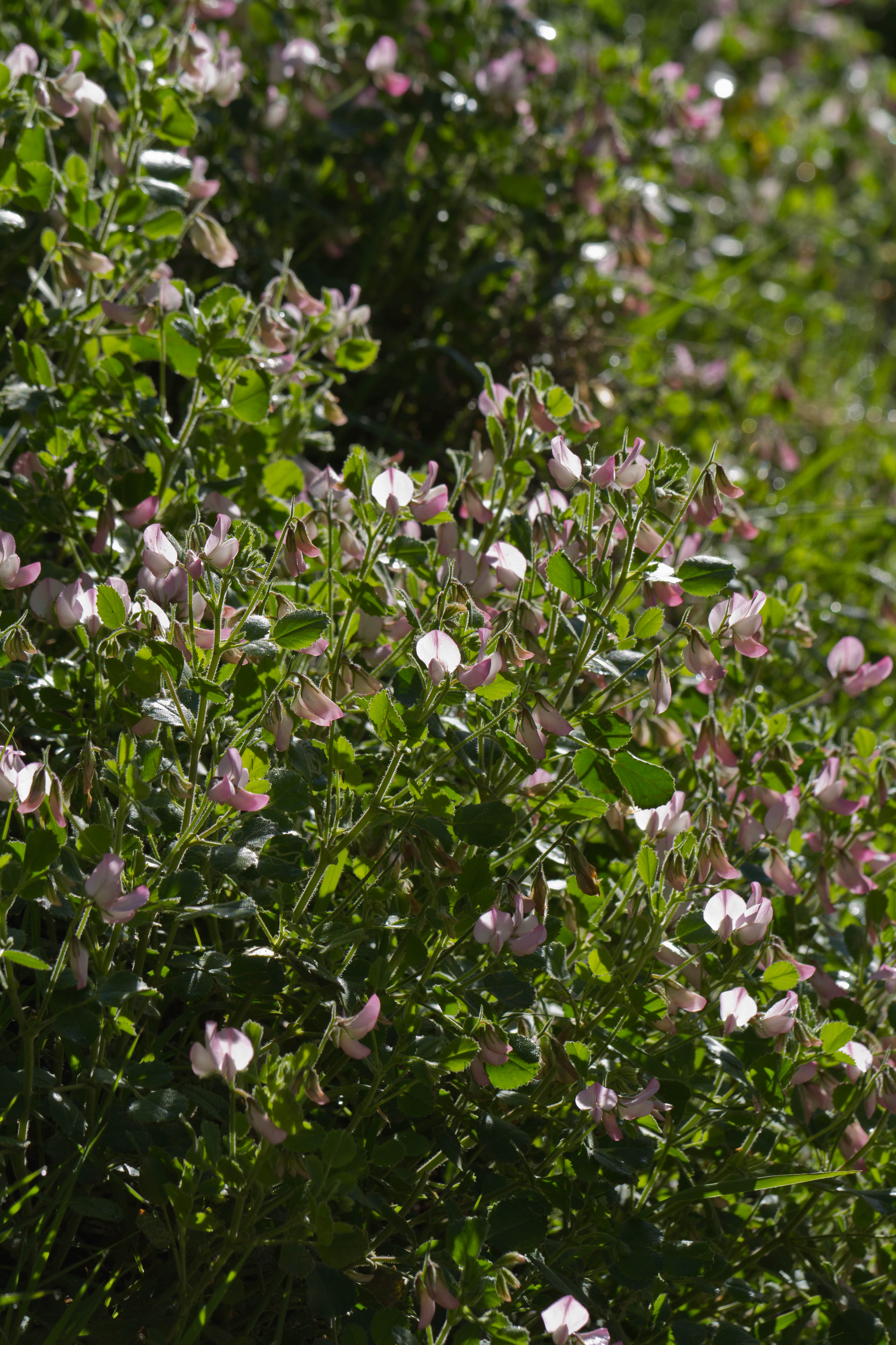 Fabaceae_Ononis rotundifolia 1-2.jpg