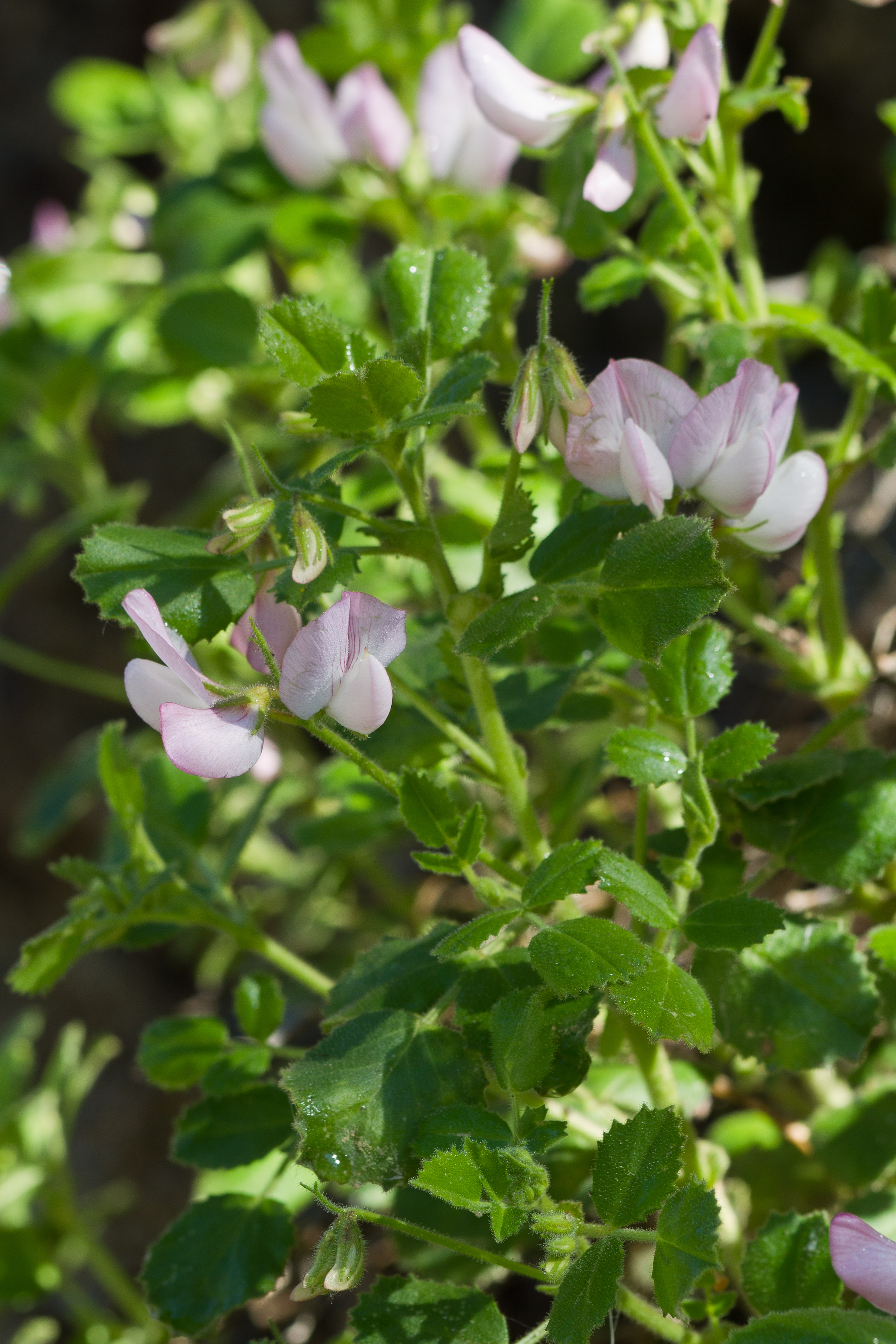 Fabaceae_Ononis rotundifolia 2-2.jpg