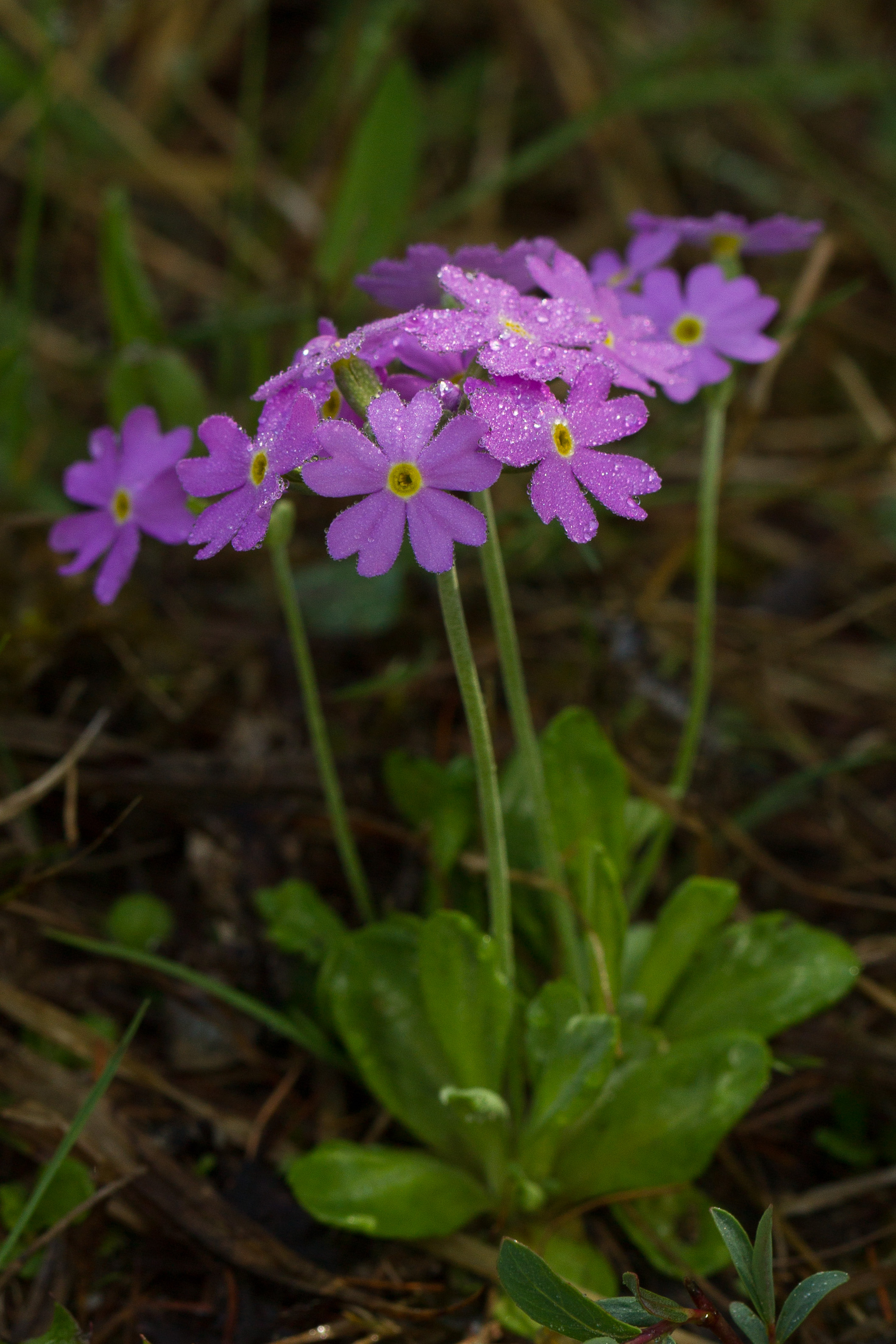 Primulaceae_Primula glutinosa 1-2.jpg