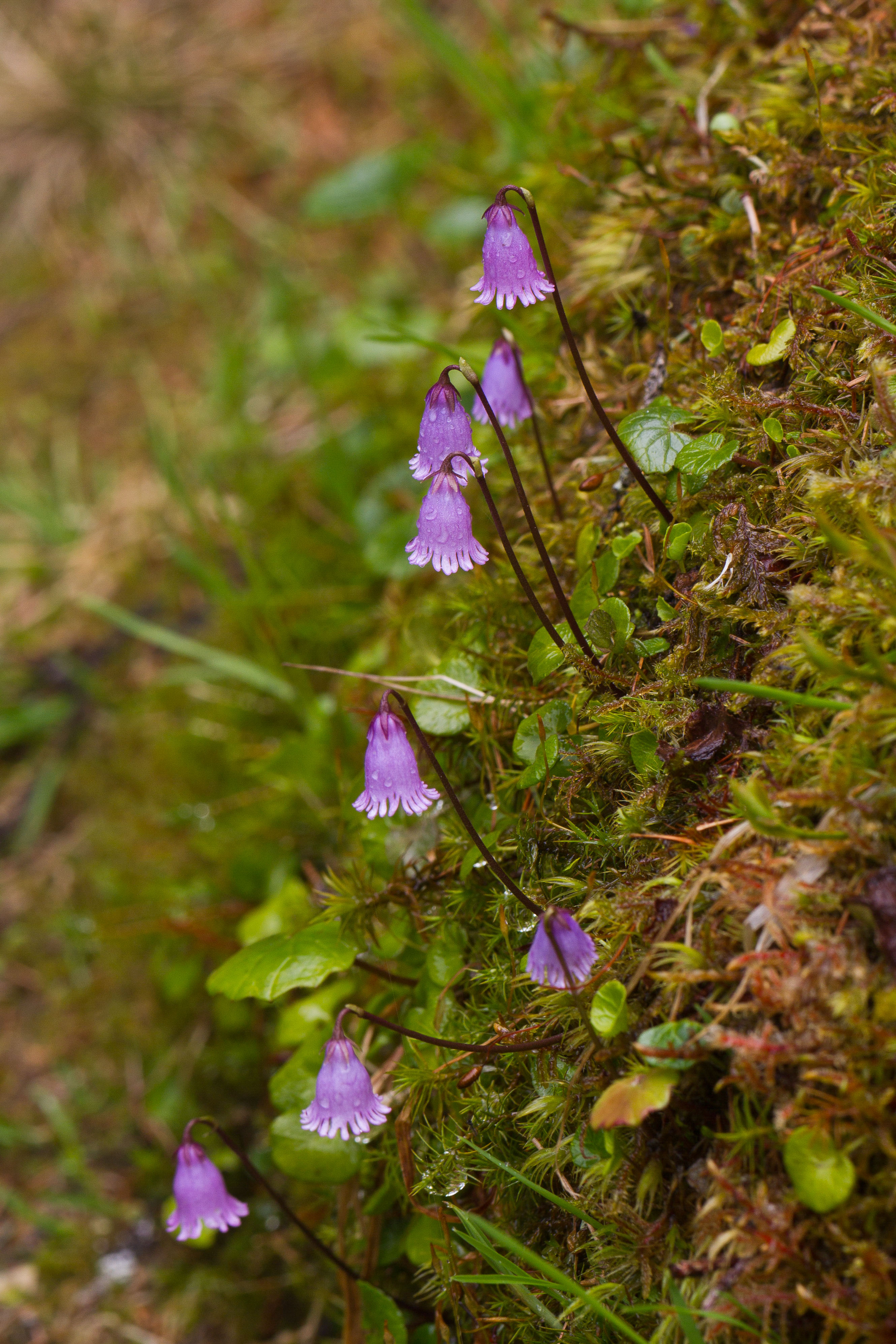 Primulaceae_Soldanella pusilla 1-2.jpg