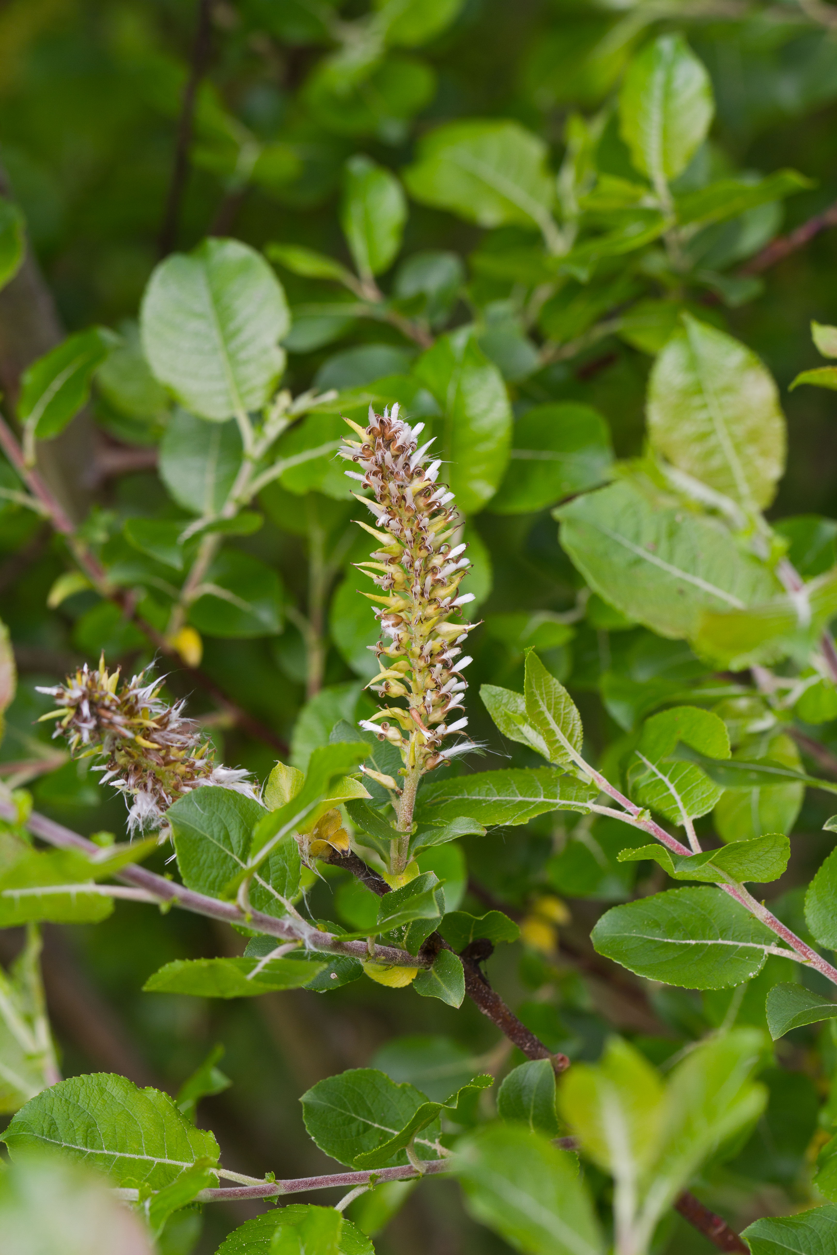 Salicaceae_Salix sp 1-2.jpg