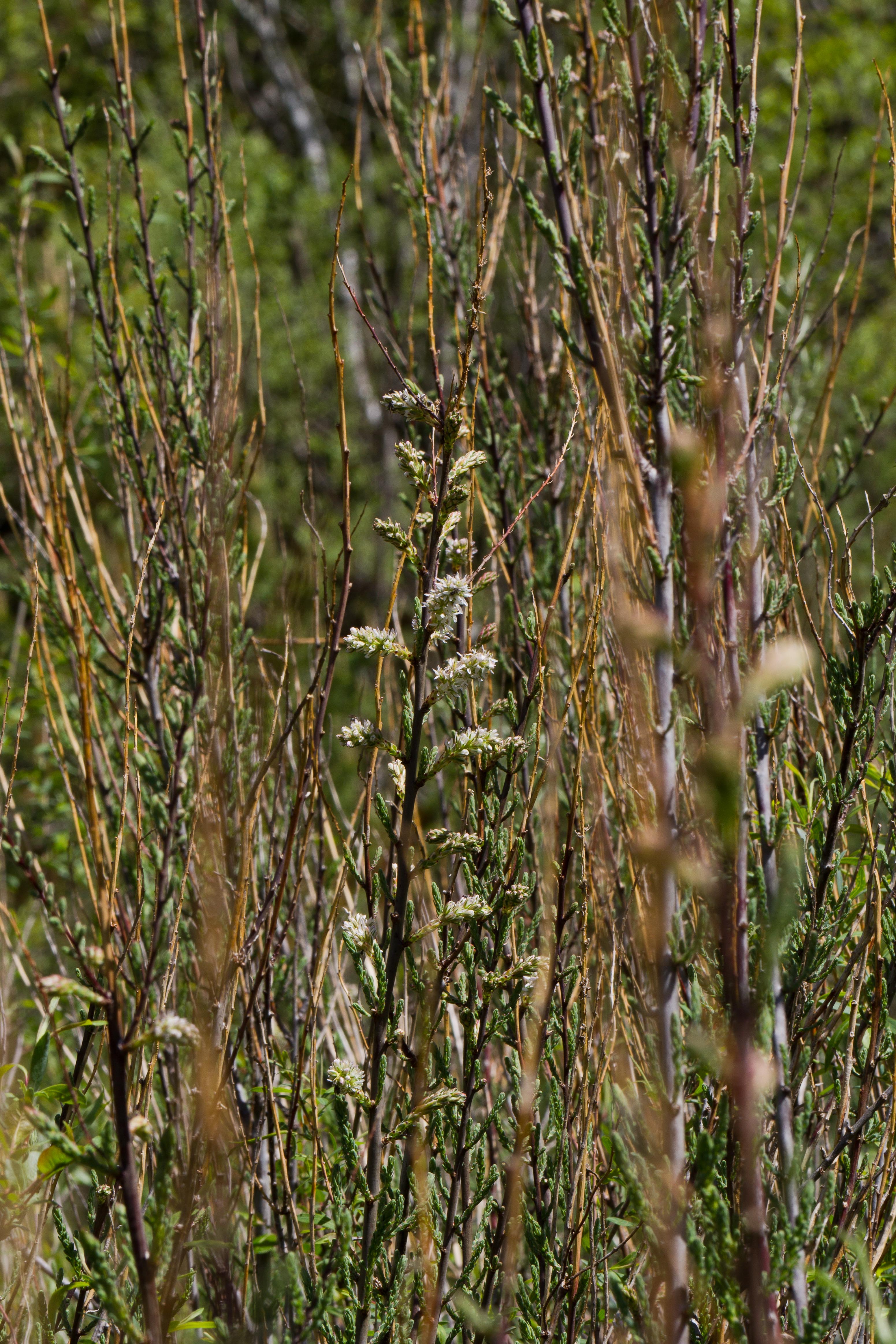Tamaricaceae_Myricaria germanica 1-2.jpg
