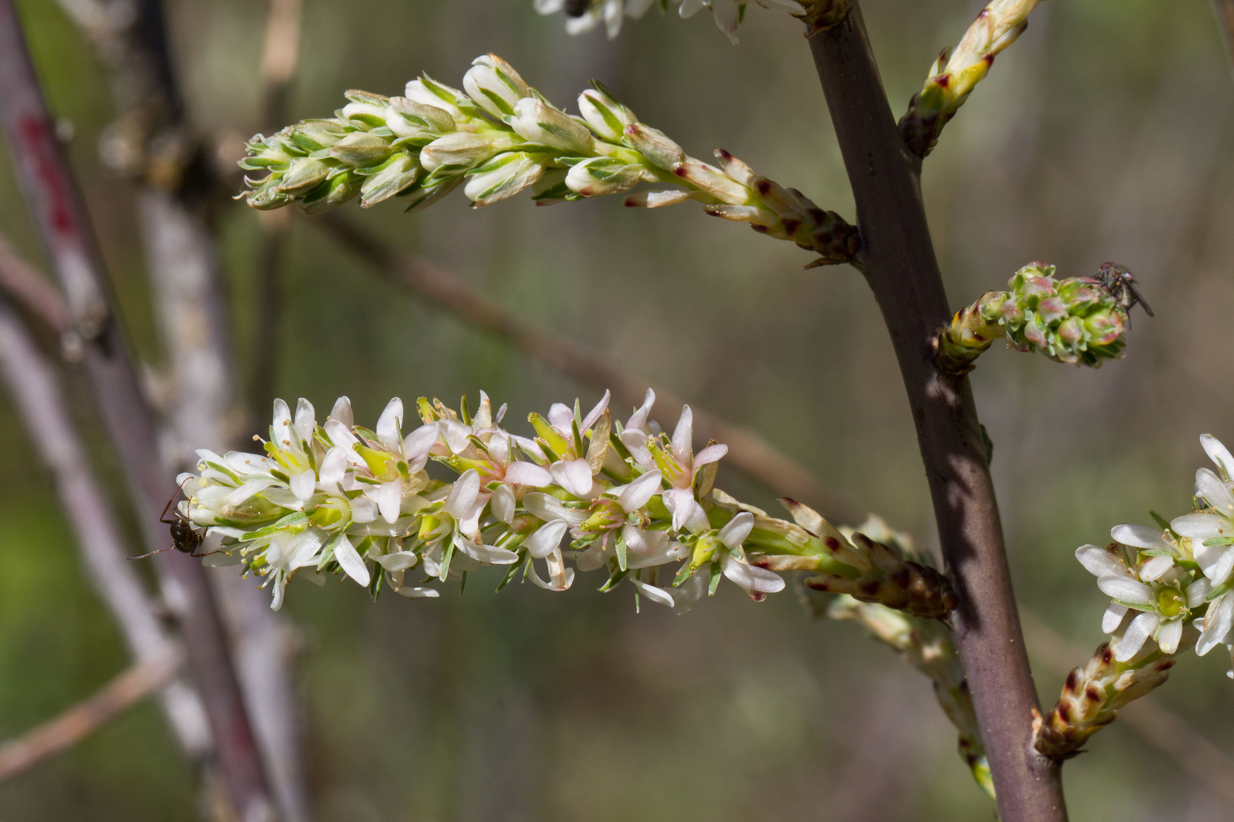 Tamaricaceae_Myricaria germanica 2-2.jpg