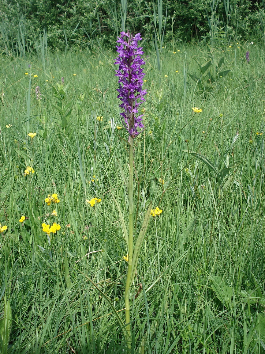 Dac. incarnata x D. traunsteineri.B-Frauenwiesen 26.5.18.JPG