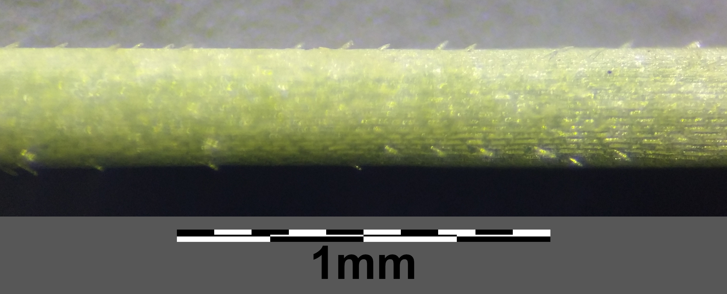 Mikro4.jpg