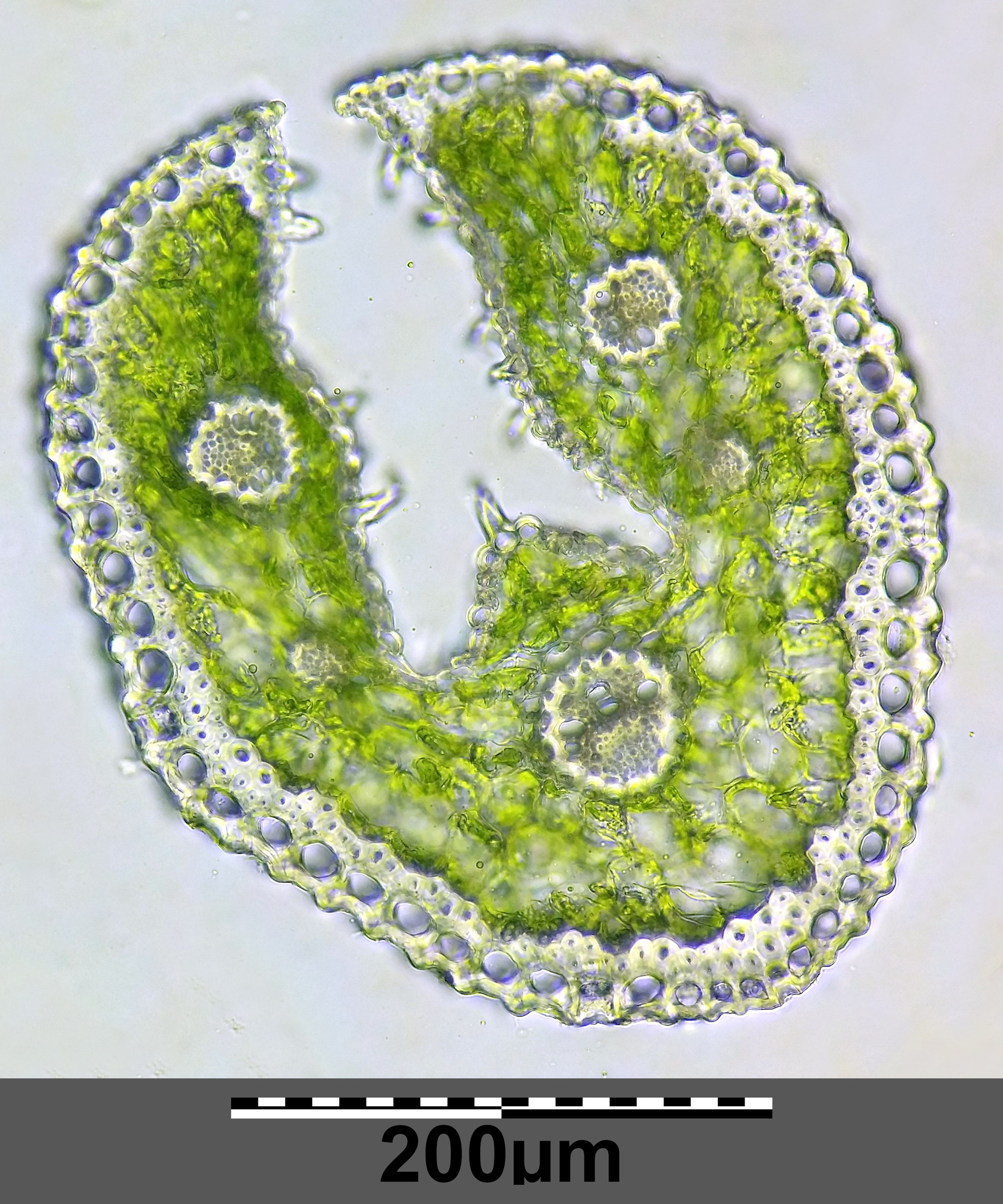 MikroX2.jpg