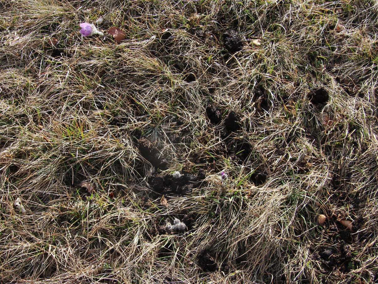 Kltg - 13032025 - (65) - Pulsatilla grandis - Groß-Küchenschelle.JPG