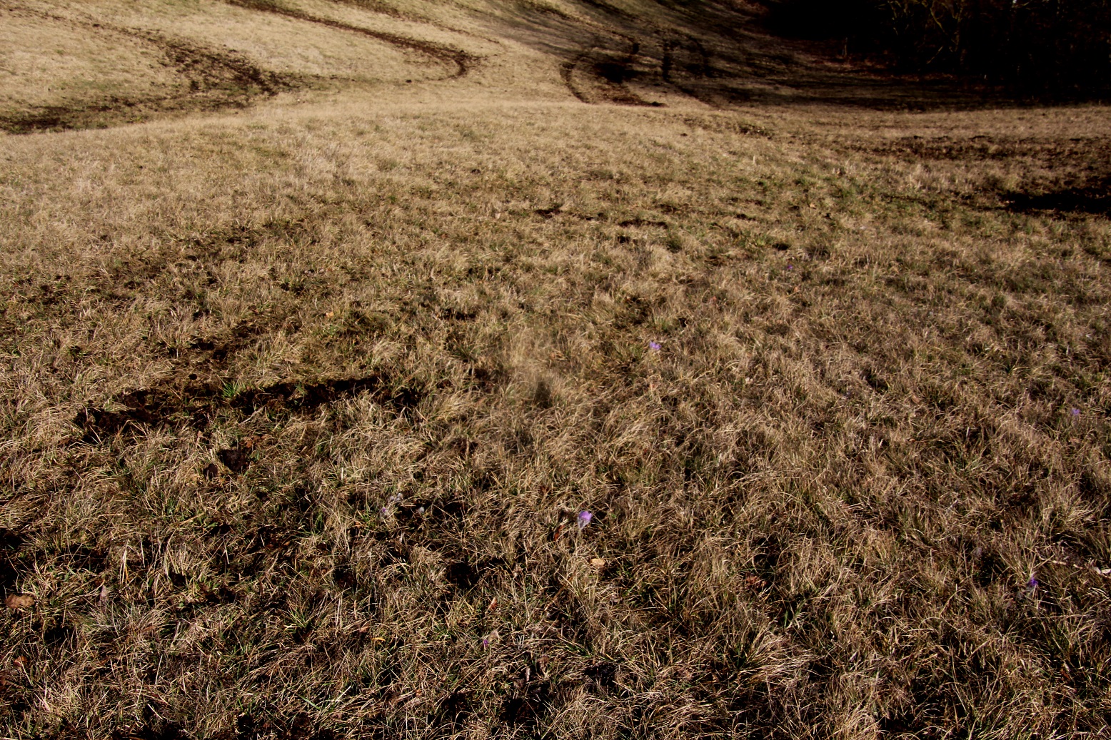 Kltg - 13032025 - (66) - Pulsatilla grandis - Groß-Küchenschelle.JPG