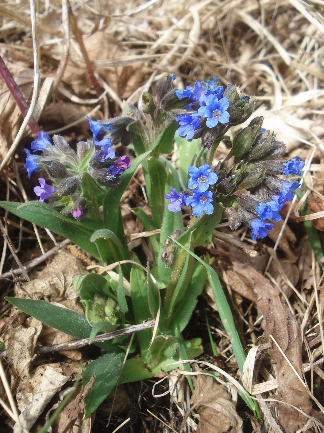 Pulmonaria.angustifolia.St-St.Anna.a.Aigen.Höll.22.Mär.25.JPG