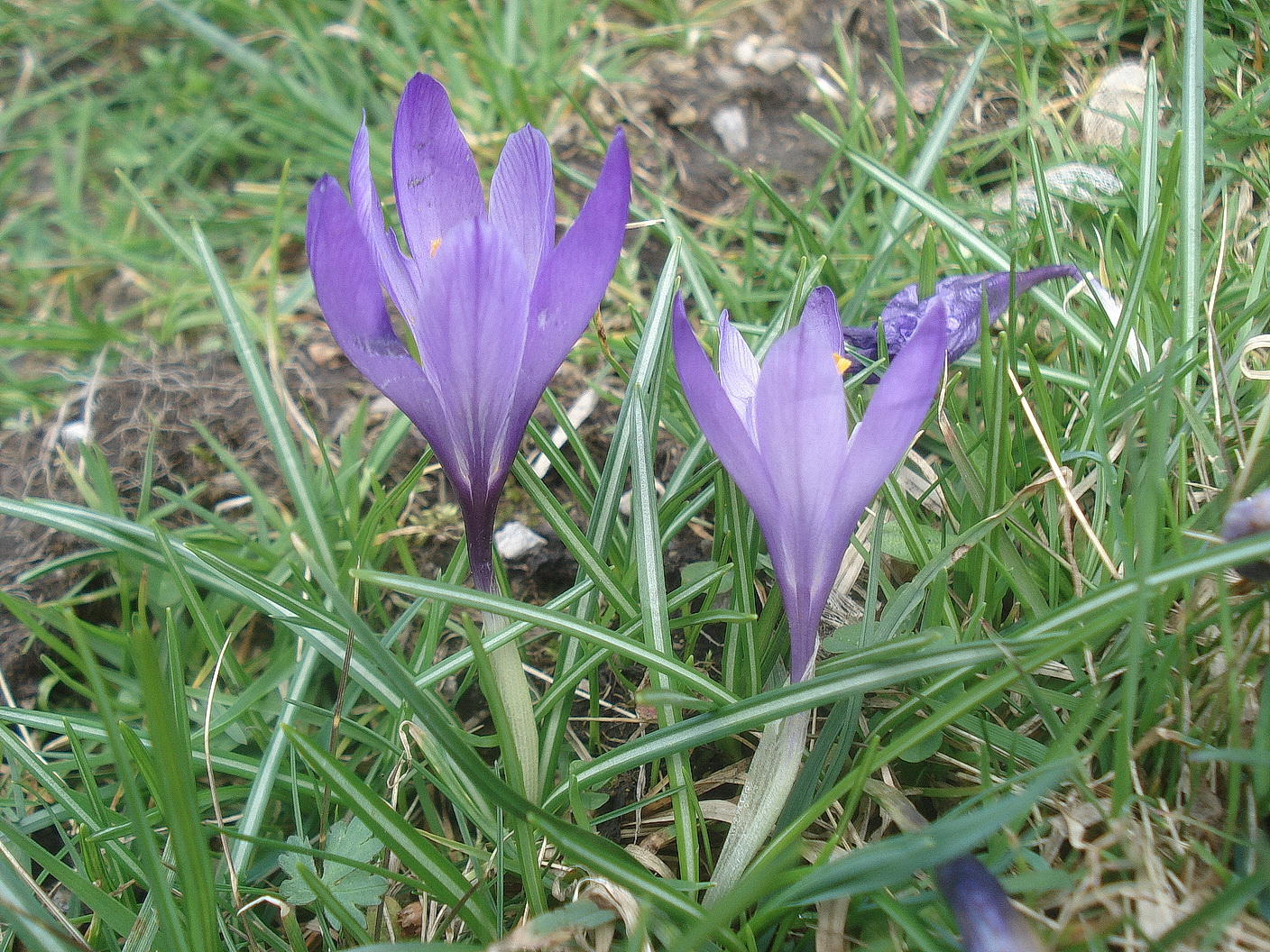Crocus.cf. neapolitanus.NÖ-Rainstock.bei.Gaming.5.Apr.25.JPG