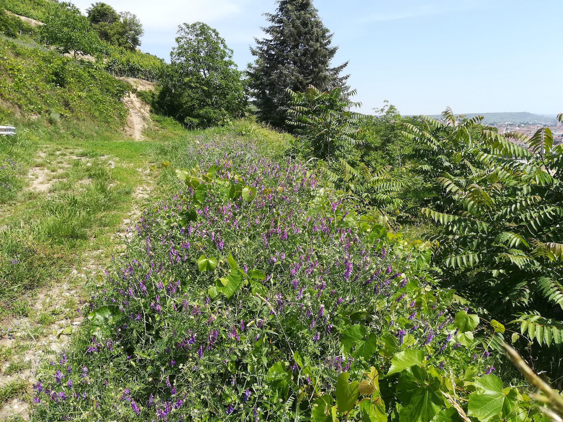 TR goldberg krems vicia cf. glabrescens_20180531_120505.jpg