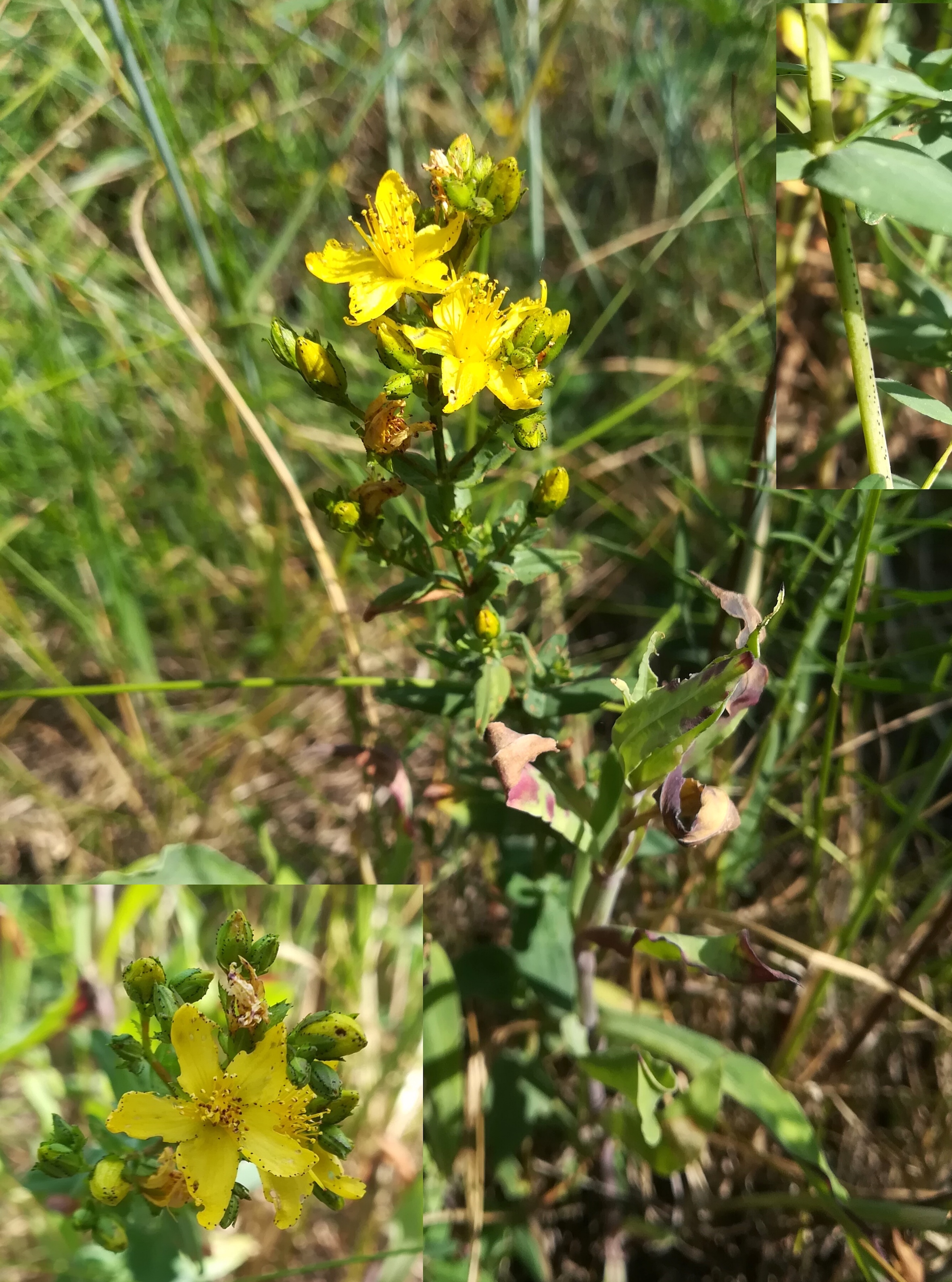 TR goldberg krems hypericum elegans_20180531_131714.jpg