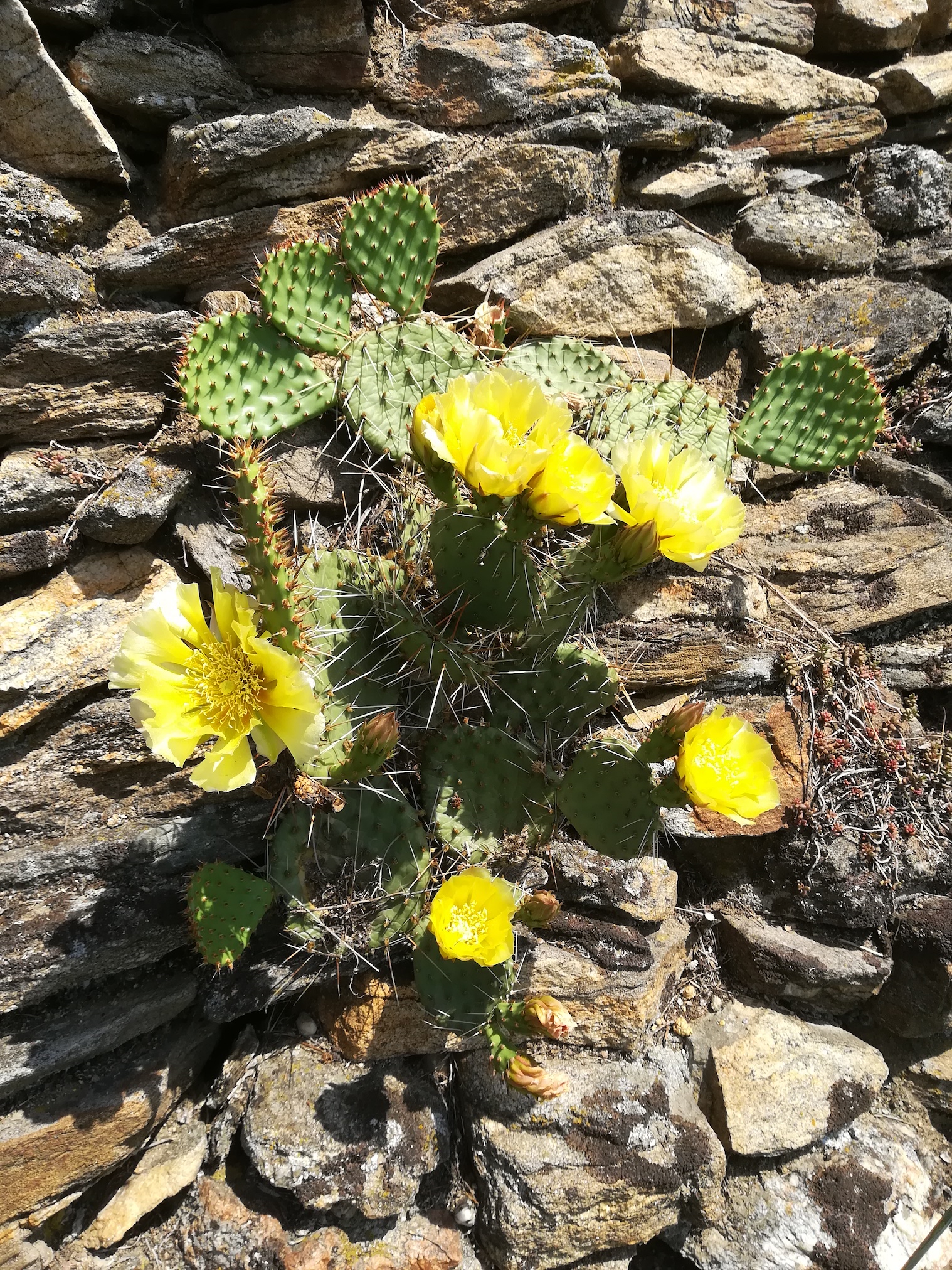 TR goldberg krems opuntia phaeacantha_20180531_115727.jpg