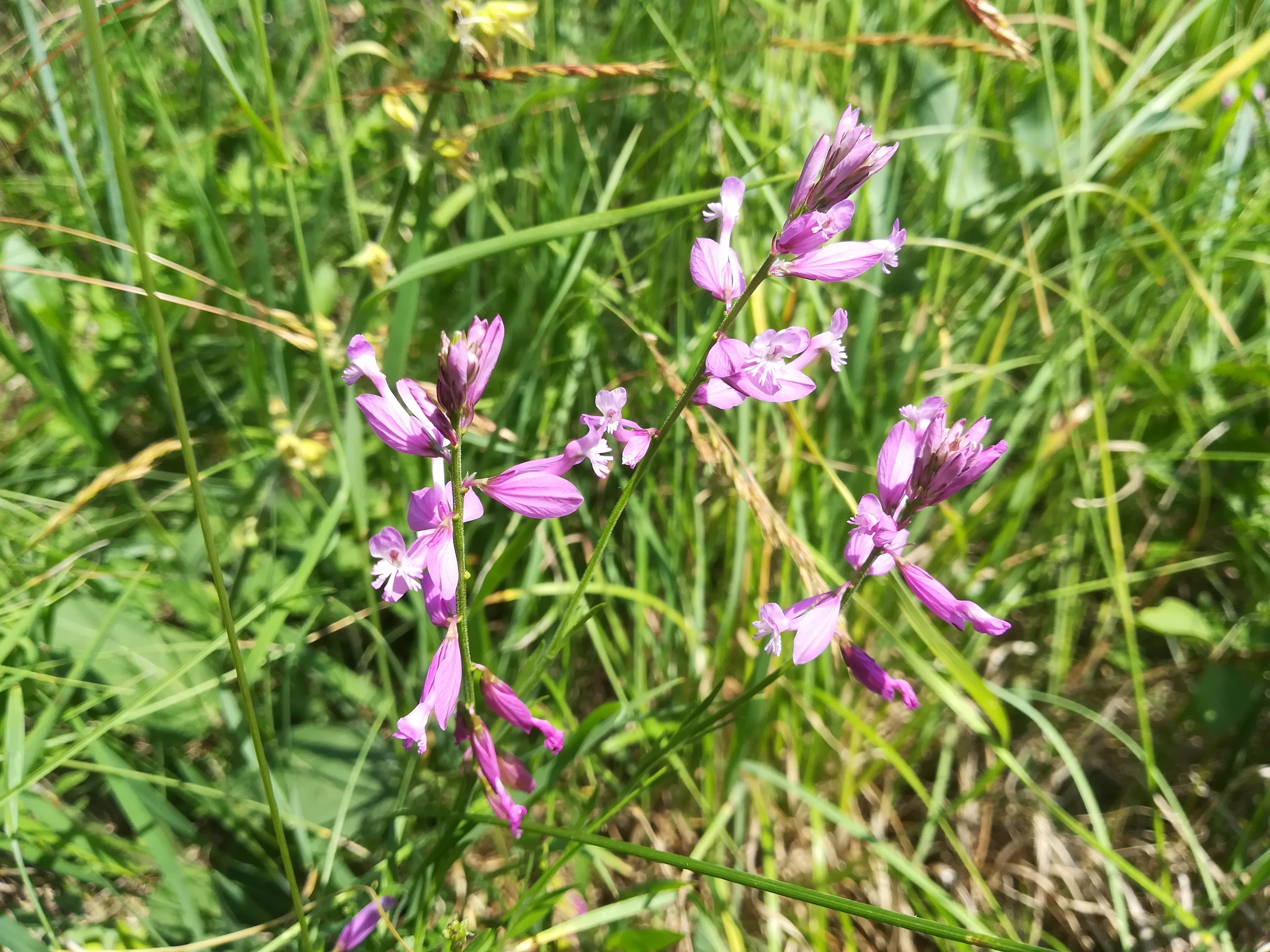 TR goldberg krems polygala major_20180531_112745.jpg