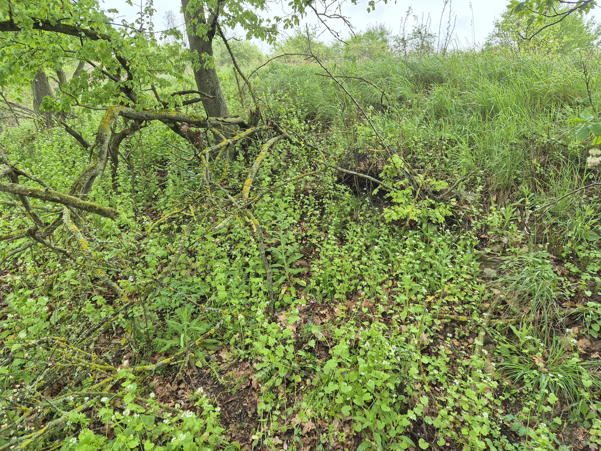 20250418_092439.jpg