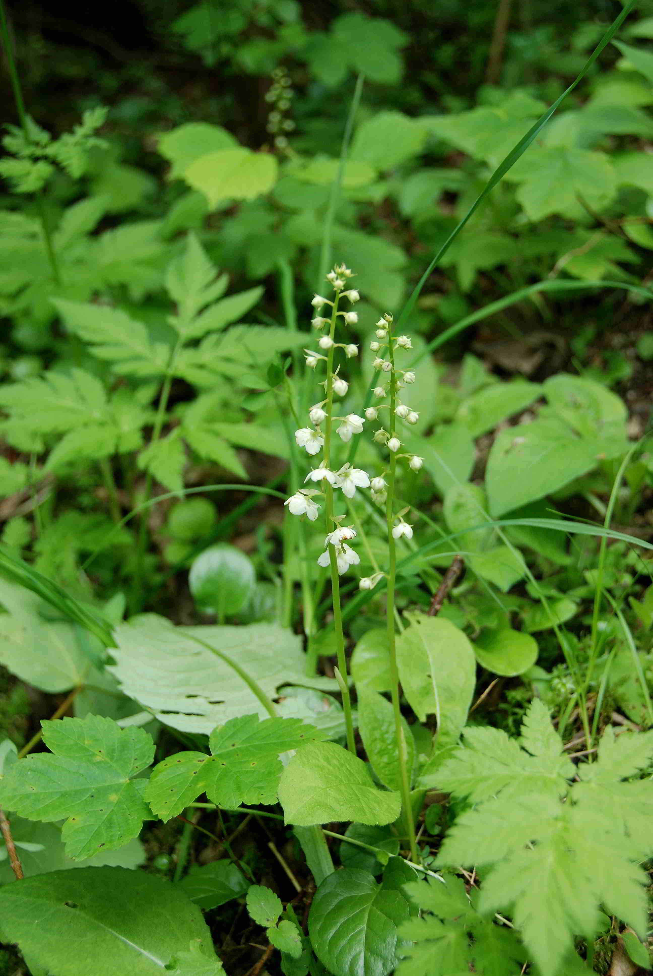 Zellerhüte-Orchideenwanderung-18062017-(202)-Marienwasserfallweg_Pyrola rotundifolia_Groß-Wintergrün.JPG