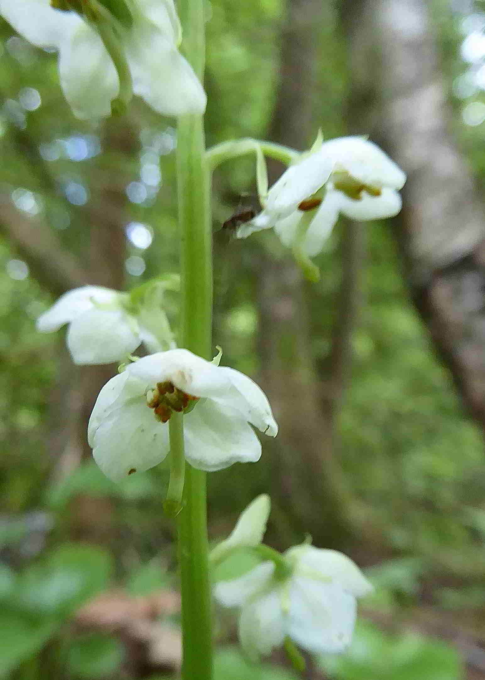 Zellerhüte-Orchideenwanderung-18062017-(206)-Marienwasserfallweg_Pyrola rotundifolia_Groß-Wintergrün.JPG