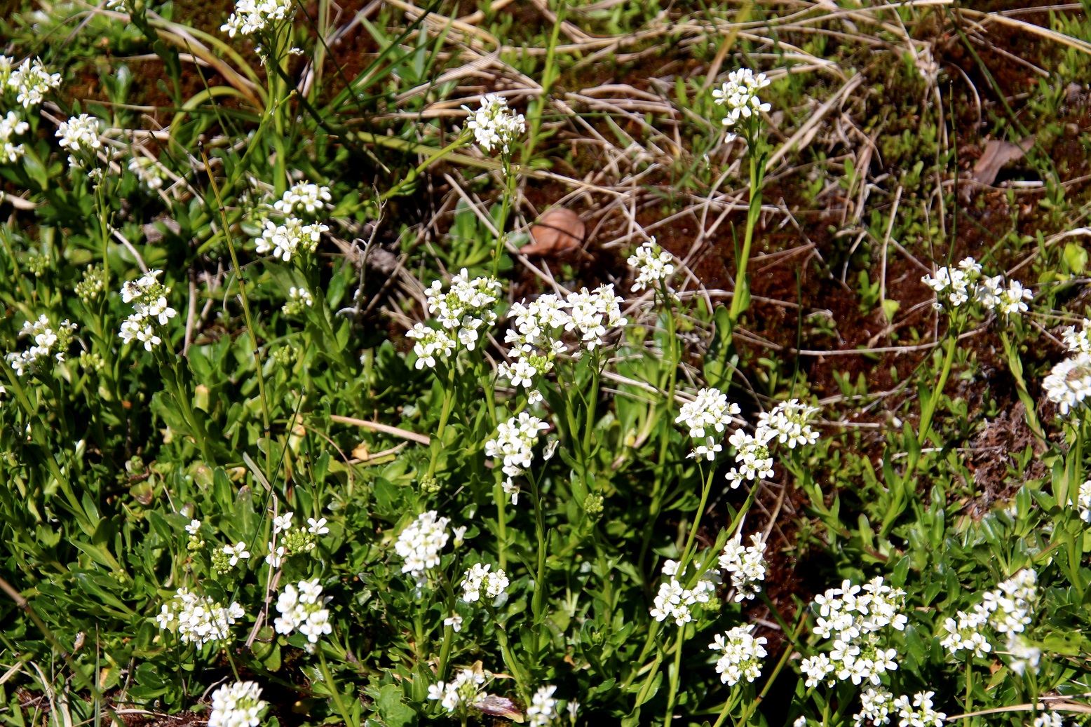 Mariazell - 20250420 - (106) -  - Arabis - unklar.JPG
