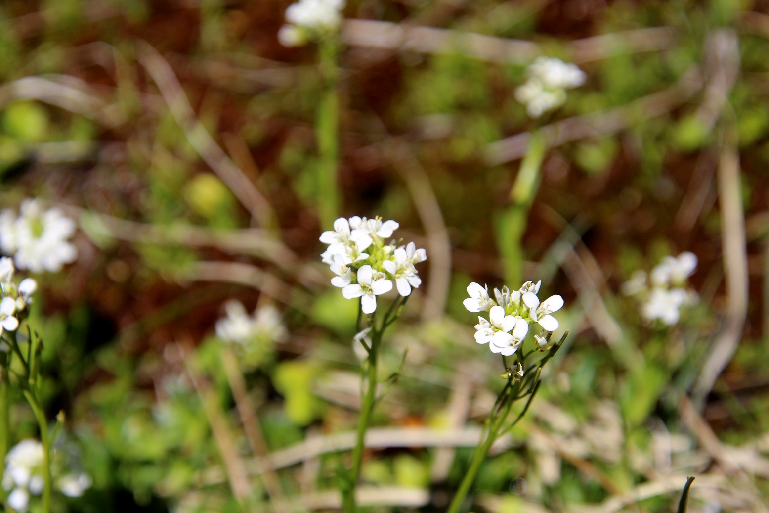 Mariazell - 20250420 - (107) -  - Arabis - unklar.JPG