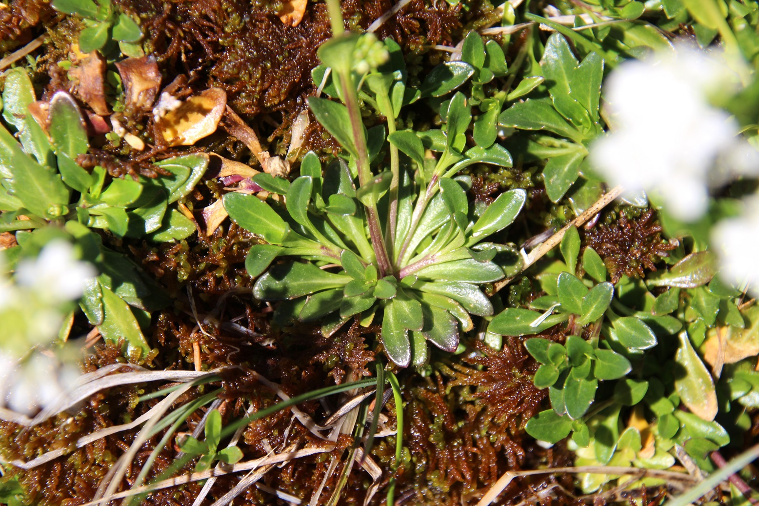 Mariazell - 20250420 - (108) -  - Arabis - unklar.JPG