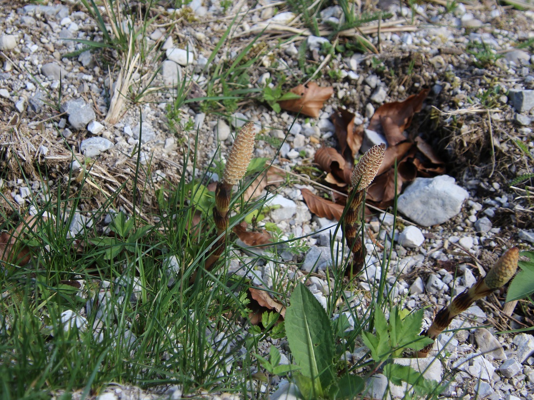 Mariazell - 20250420 - (279) - Equisetum arvense - Acker-Schachtelhalm.JPG