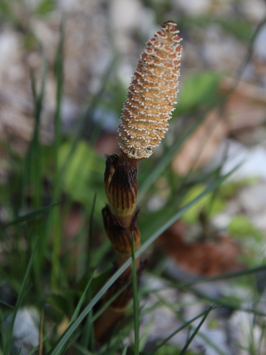 Mariazell - 20250420 - (280) - Equisetum arvense - Acker-Schachtelhalm.JPG