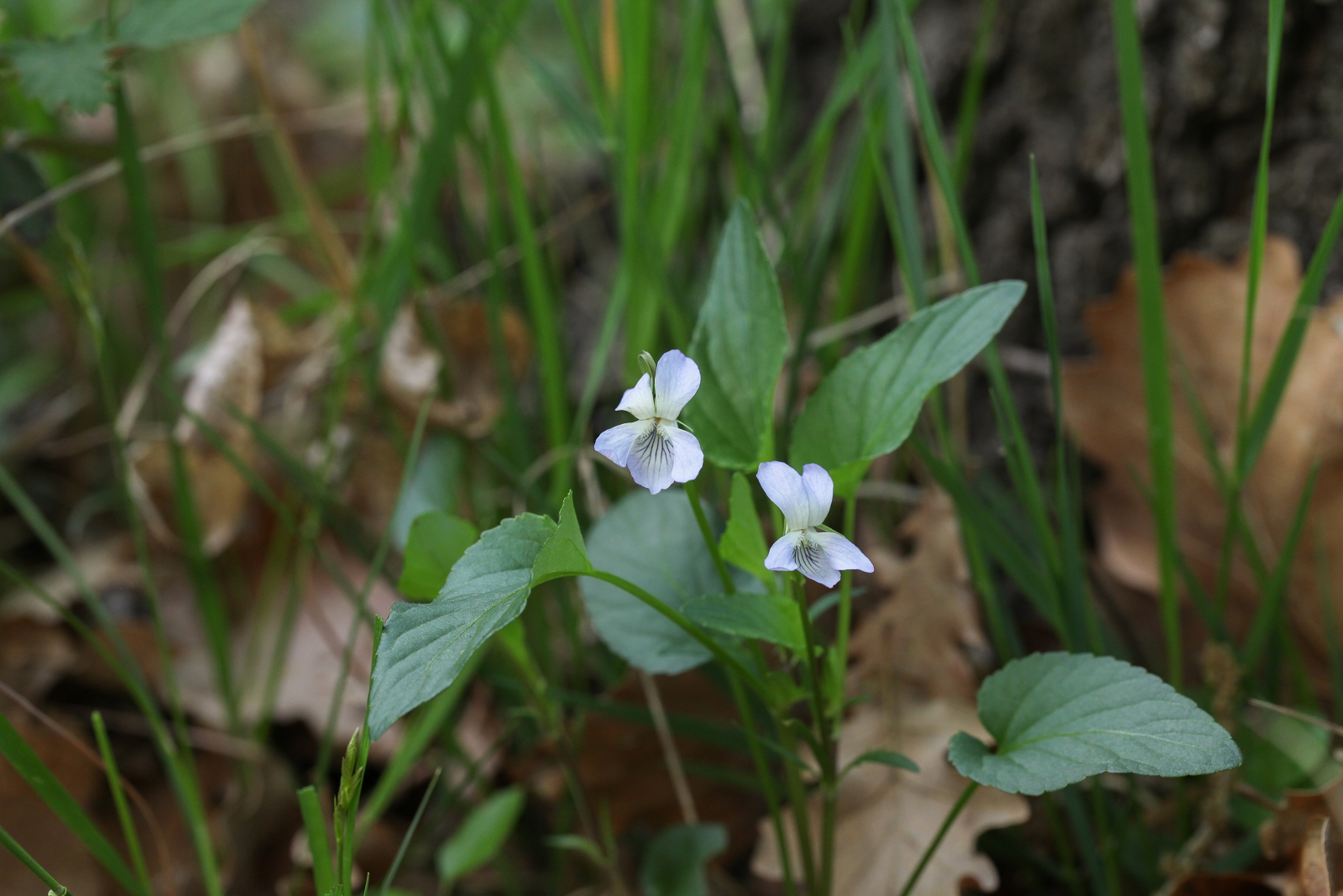 Viola canina cf. subsp. ruppii 1_(1600_x_1200).jpg