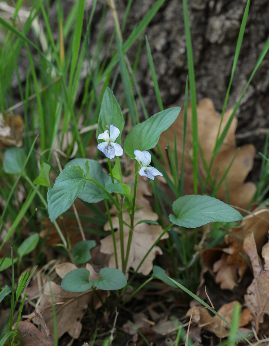 Viola canina cf. subsp. ruppii 2_(1600_x_1200).jpg