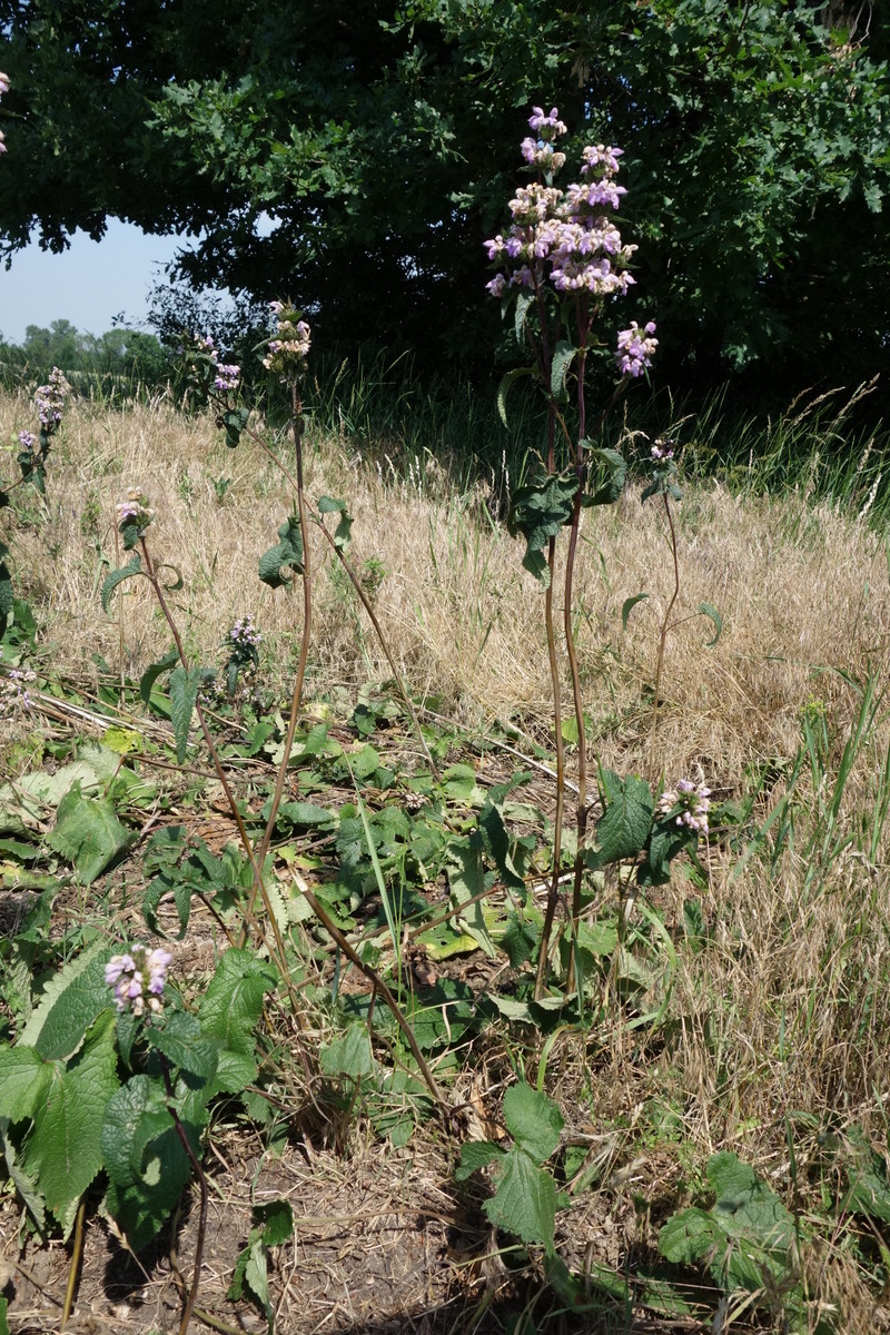 Phlomis tuberosa_Zwerndorf_Tallesbrunner Wiesen_20180601-003.JPG