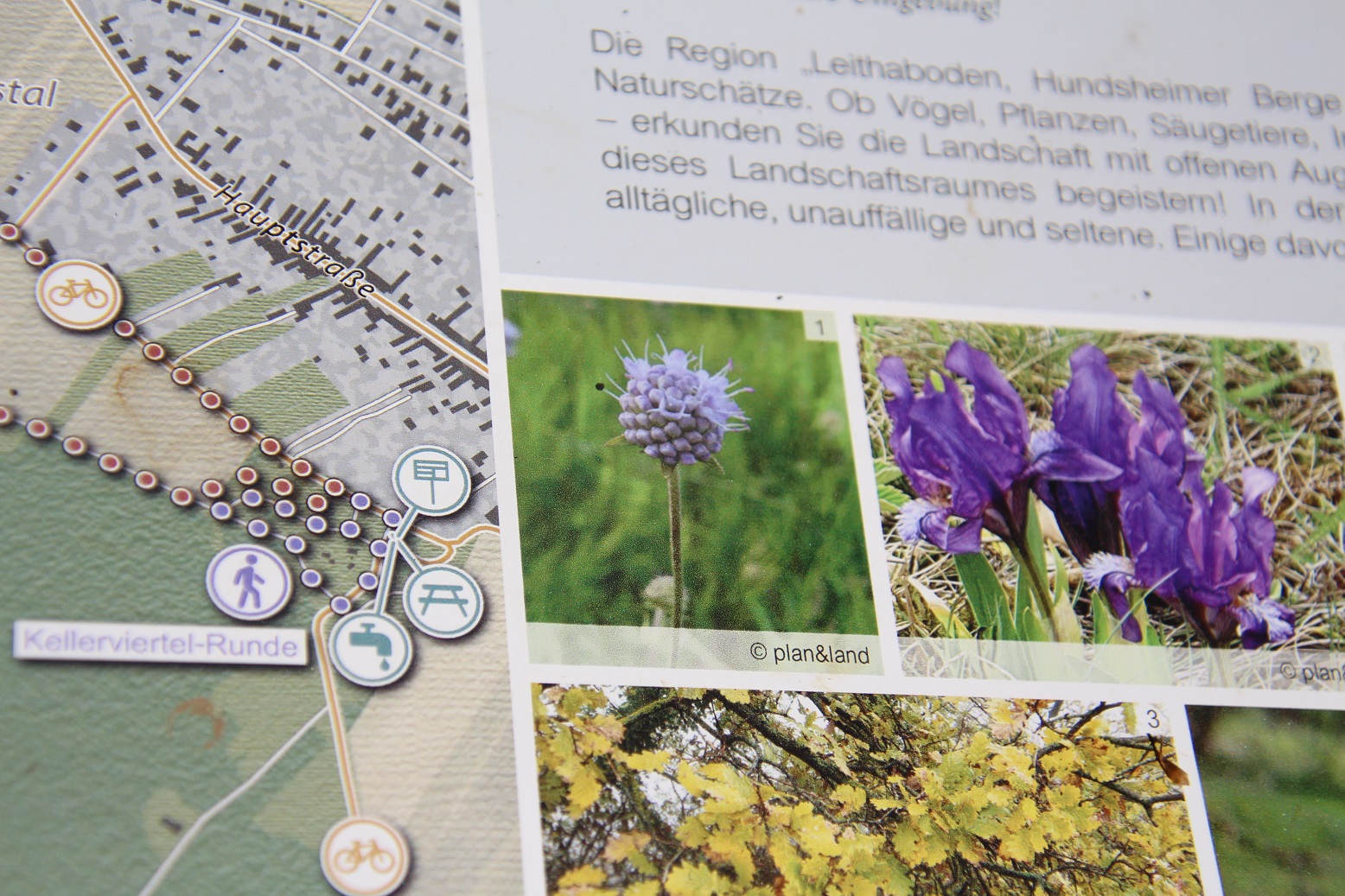 Spitzerberg - 27042025 - (182) - Steinbruch - Infotafel.JPG