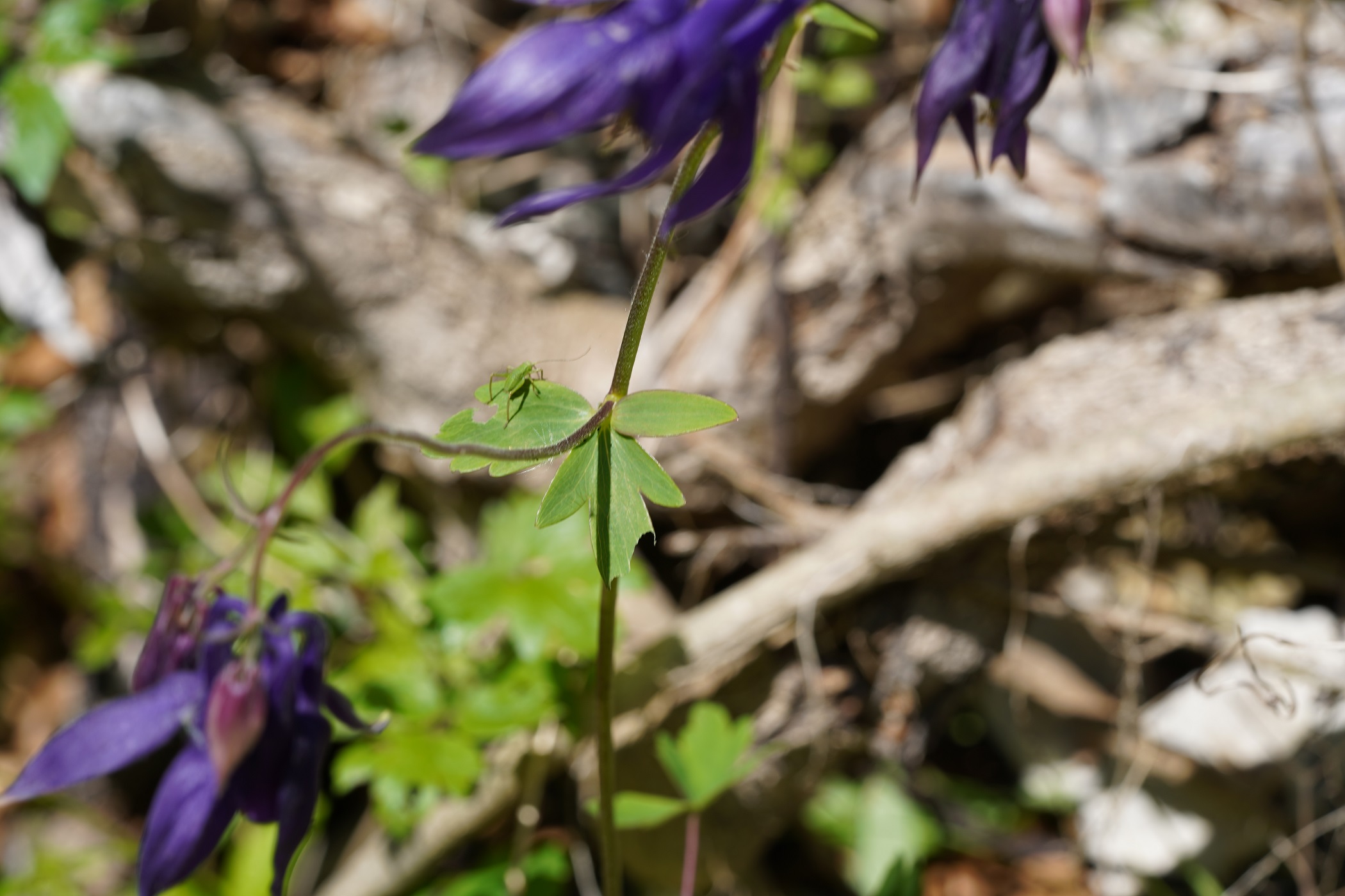 DSC01611.JPG
