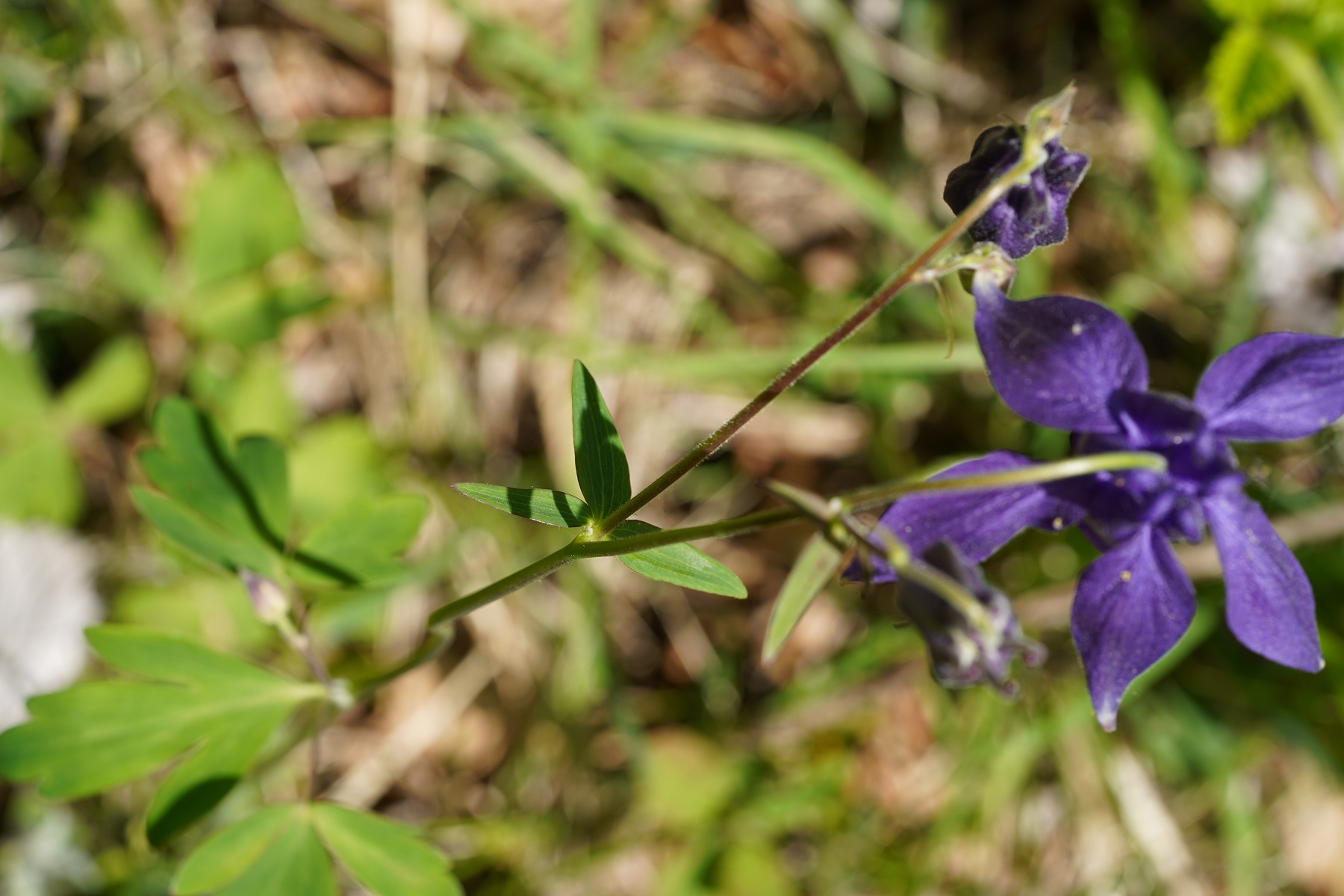 DSC01620.JPG