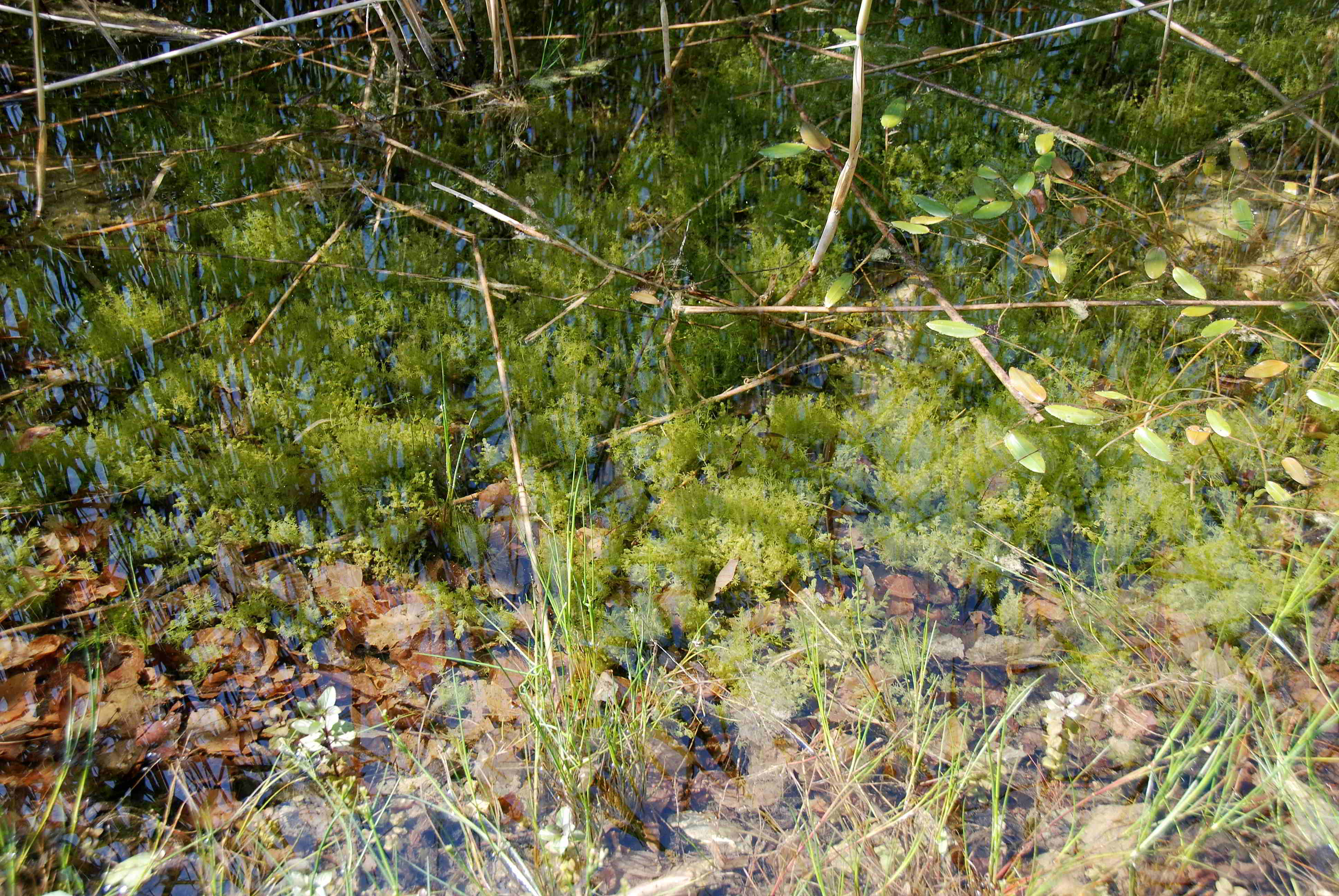 Kaltenleutgeben-31052018-(198)-Flösslstbr-kleiner Teich - Chara vulgaris.JPG