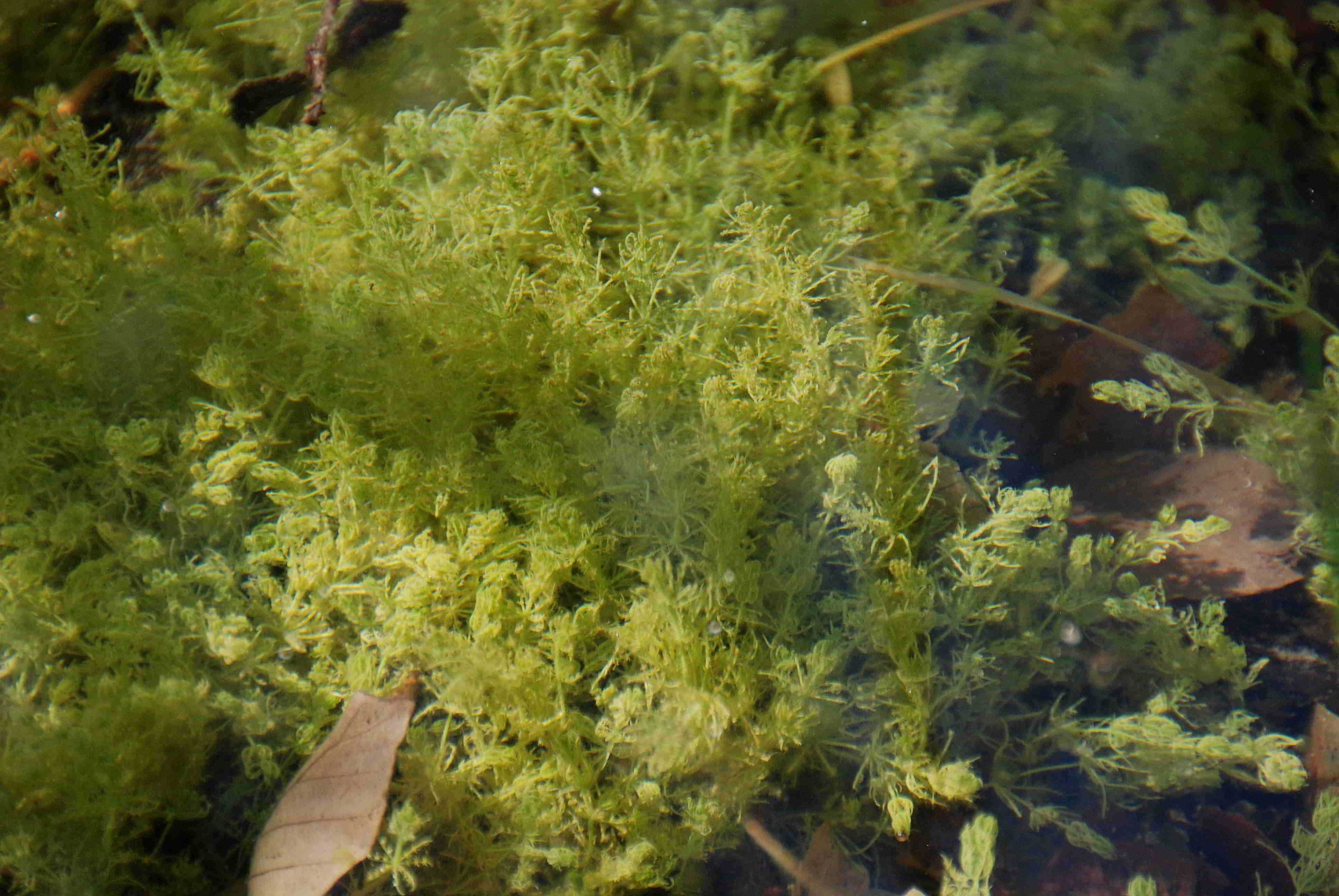 Kaltenleutgeben-31052018-(200)-Flösslstbr-kleiner Teich - Chara vulgaris.JPG