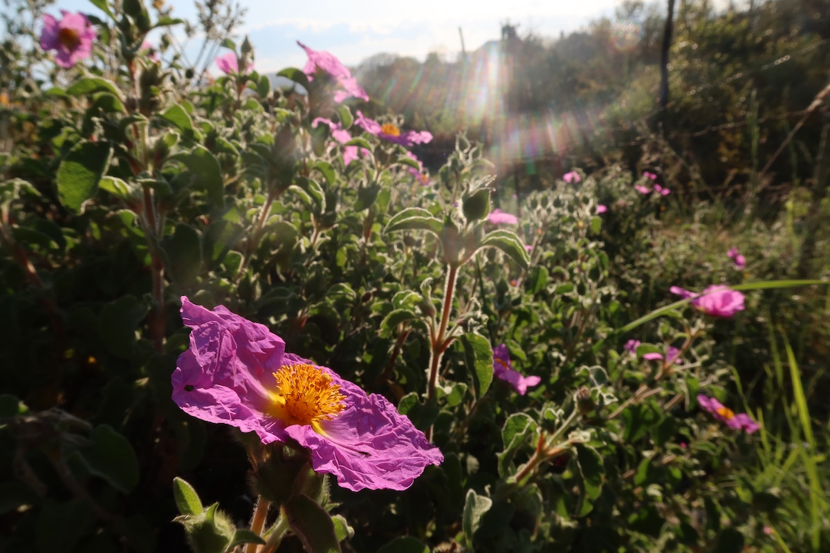 Cistus_creticus.JPG