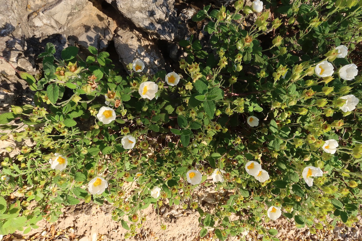 Cistus_salviifolius.JPG