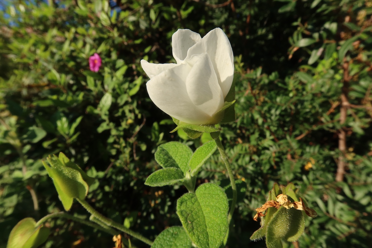 Cistus_salviifolius1.JPG