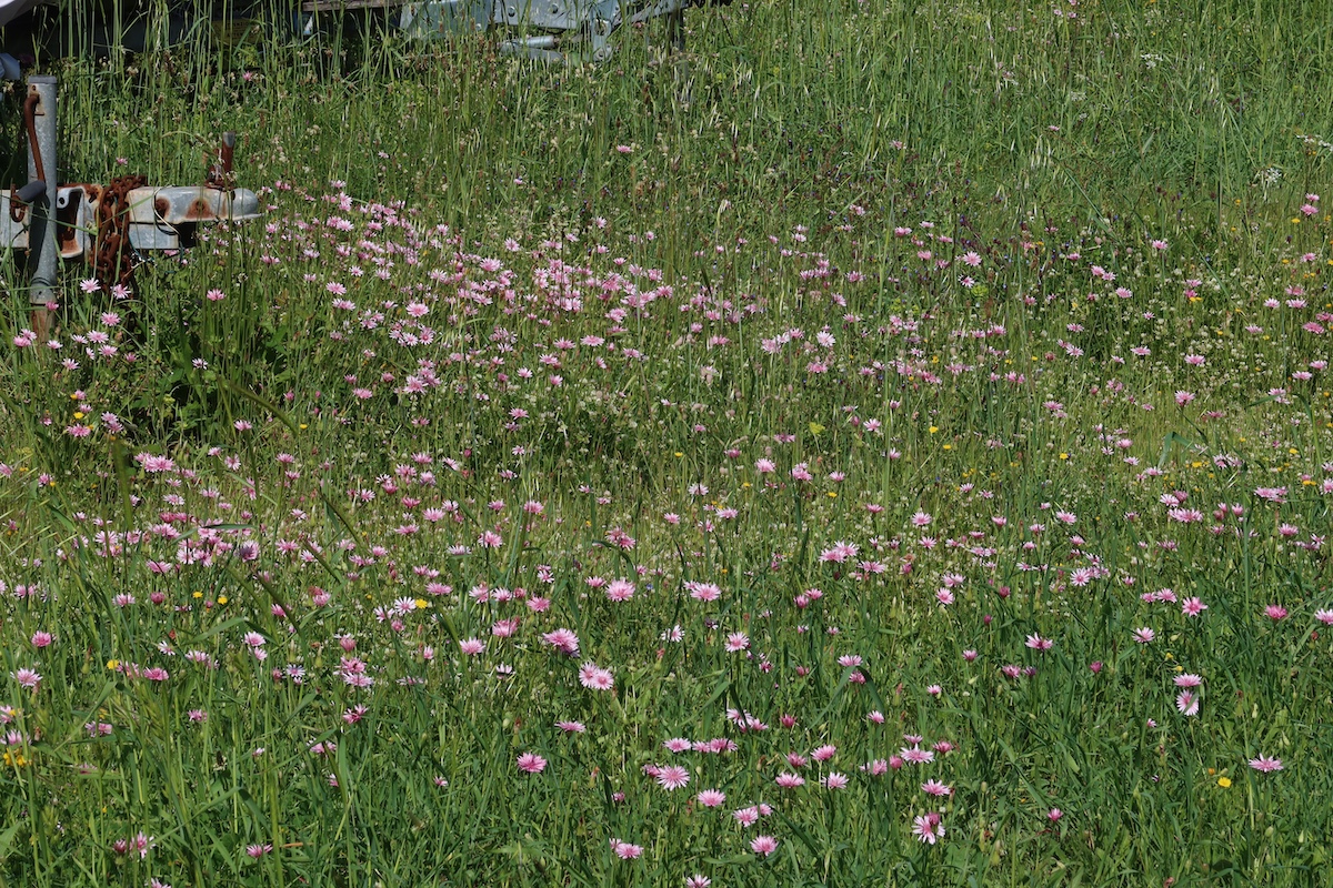 Crepis_rubra.JPG